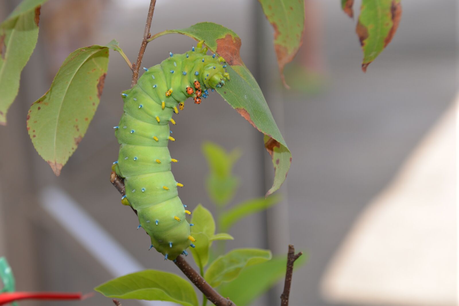 Nikon D600 sample photo. Larvae, moth, nature photography