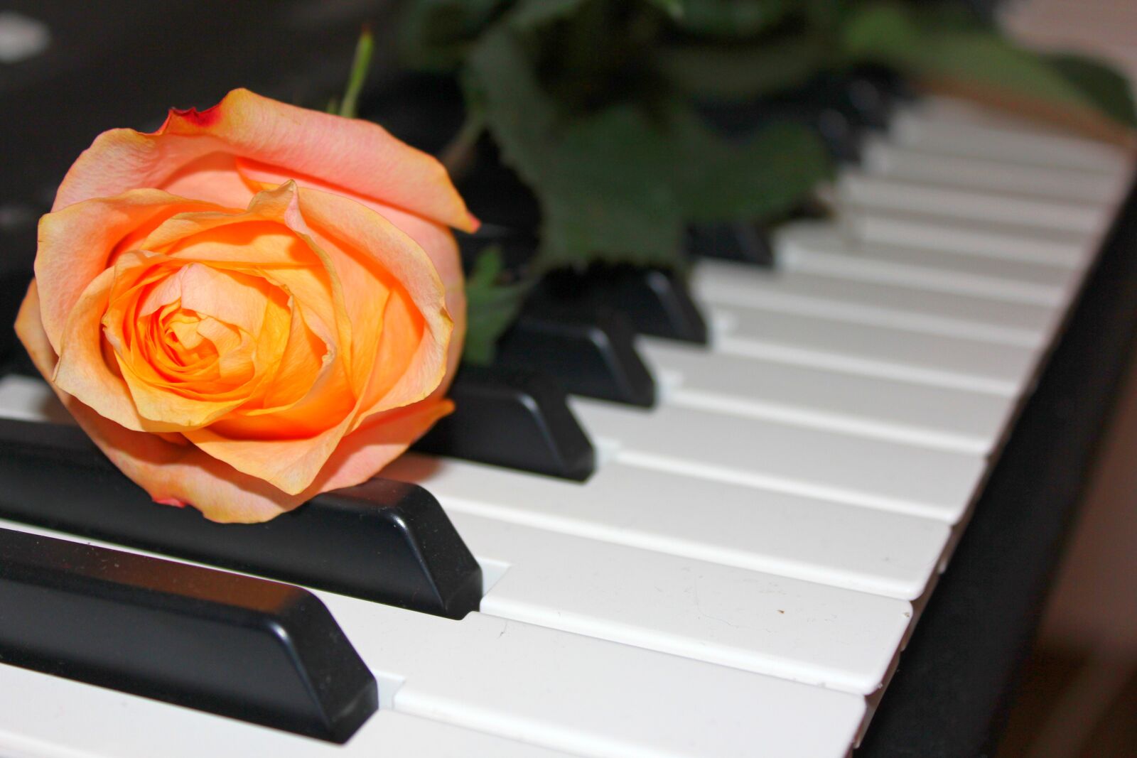 Canon EOS 60D sample photo. Rose, piano, music photography