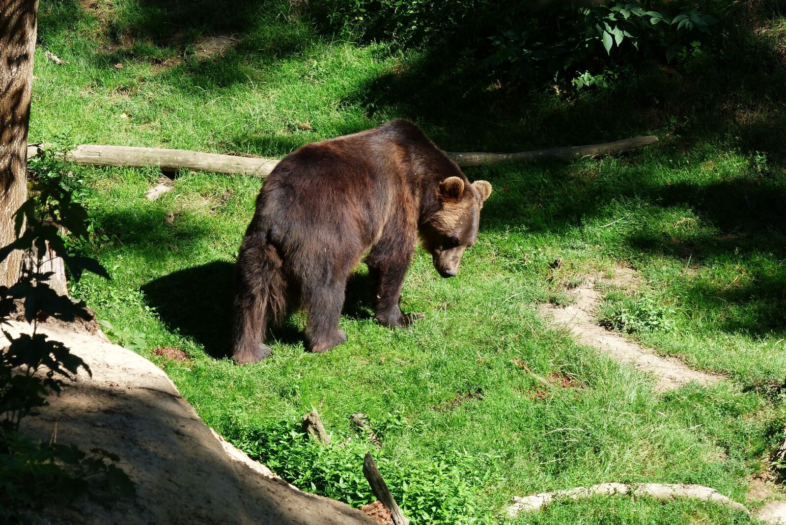 Panasonic Lumix DMC-FZ200 sample photo. Bear, animal, nature photography