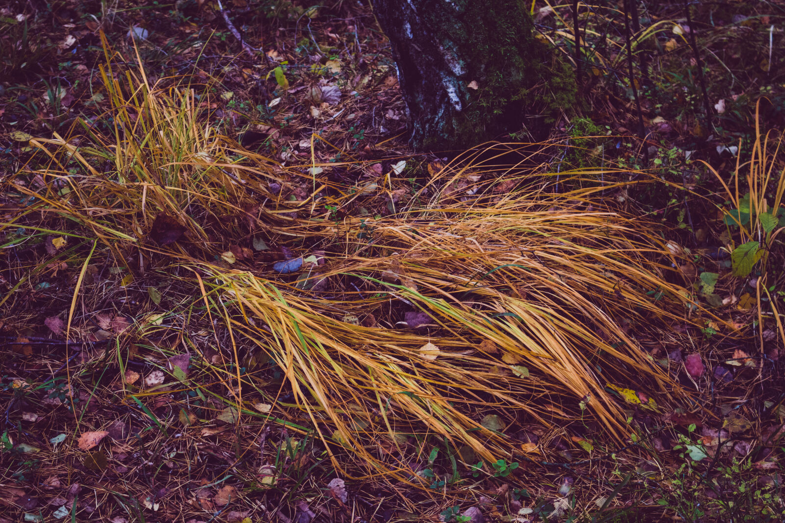 Canon EOS 700D (EOS Rebel T5i / EOS Kiss X7i) sample photo. Autumn, forest, forest, grass photography