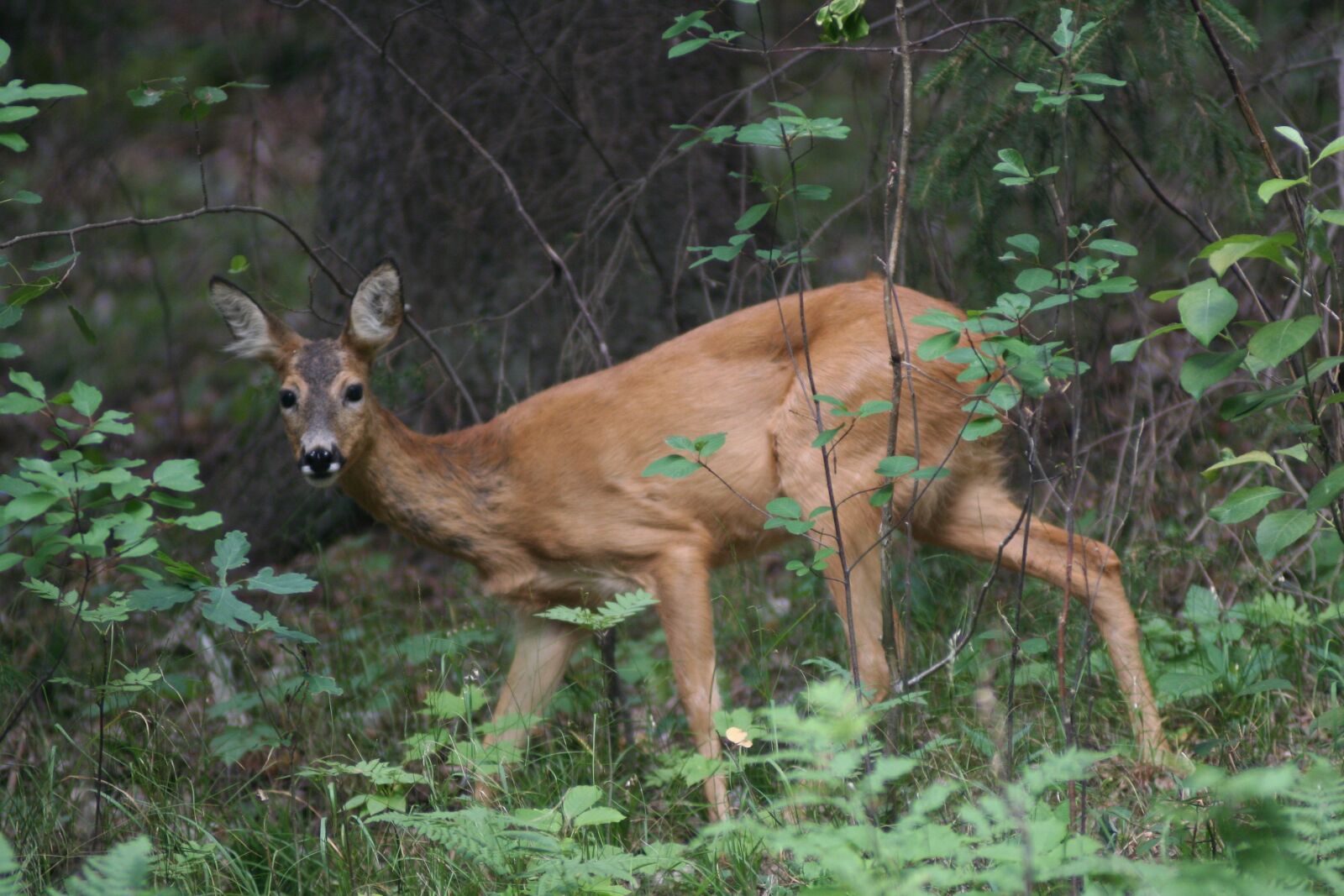 Canon EOS 350D (EOS Digital Rebel XT / EOS Kiss Digital N) sample photo. Venison, animals, nature photography