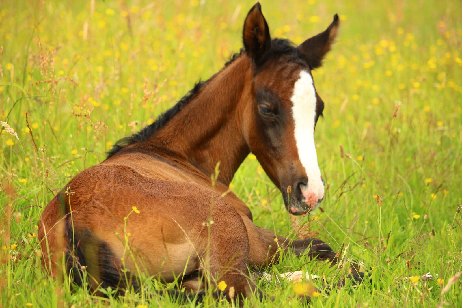Canon EOS 100D (EOS Rebel SL1 / EOS Kiss X7) sample photo. Foal, horse, brown photography