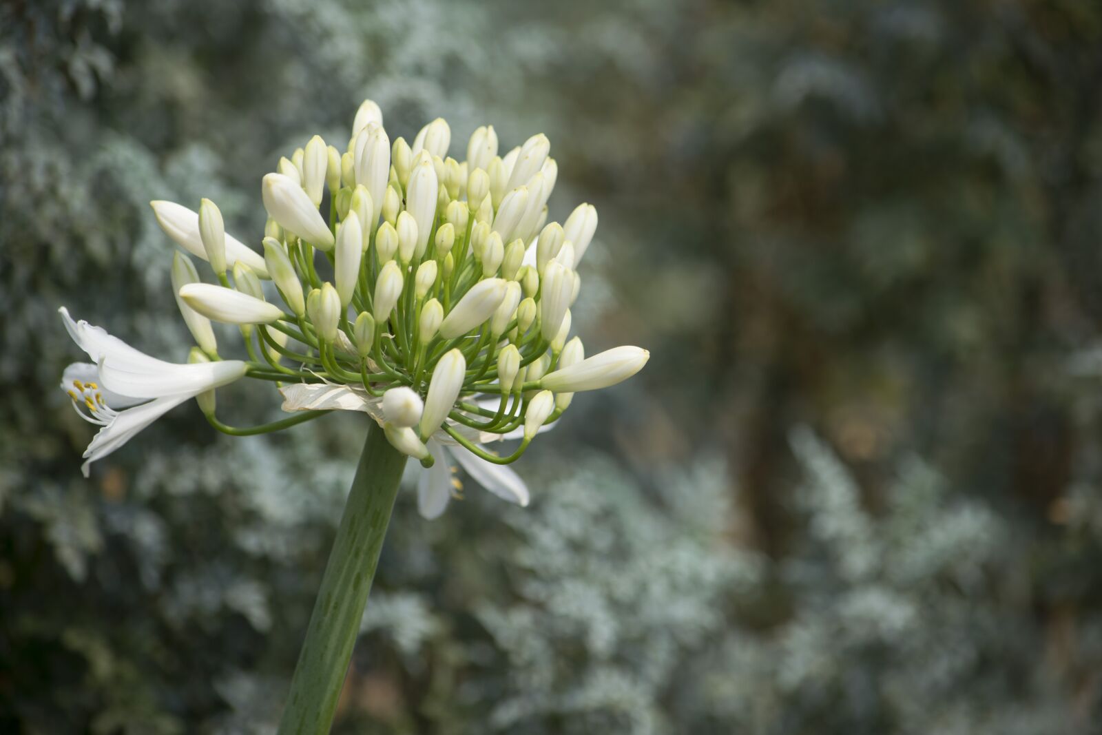 Nikon D3300 sample photo. Nature, plant, flower photography