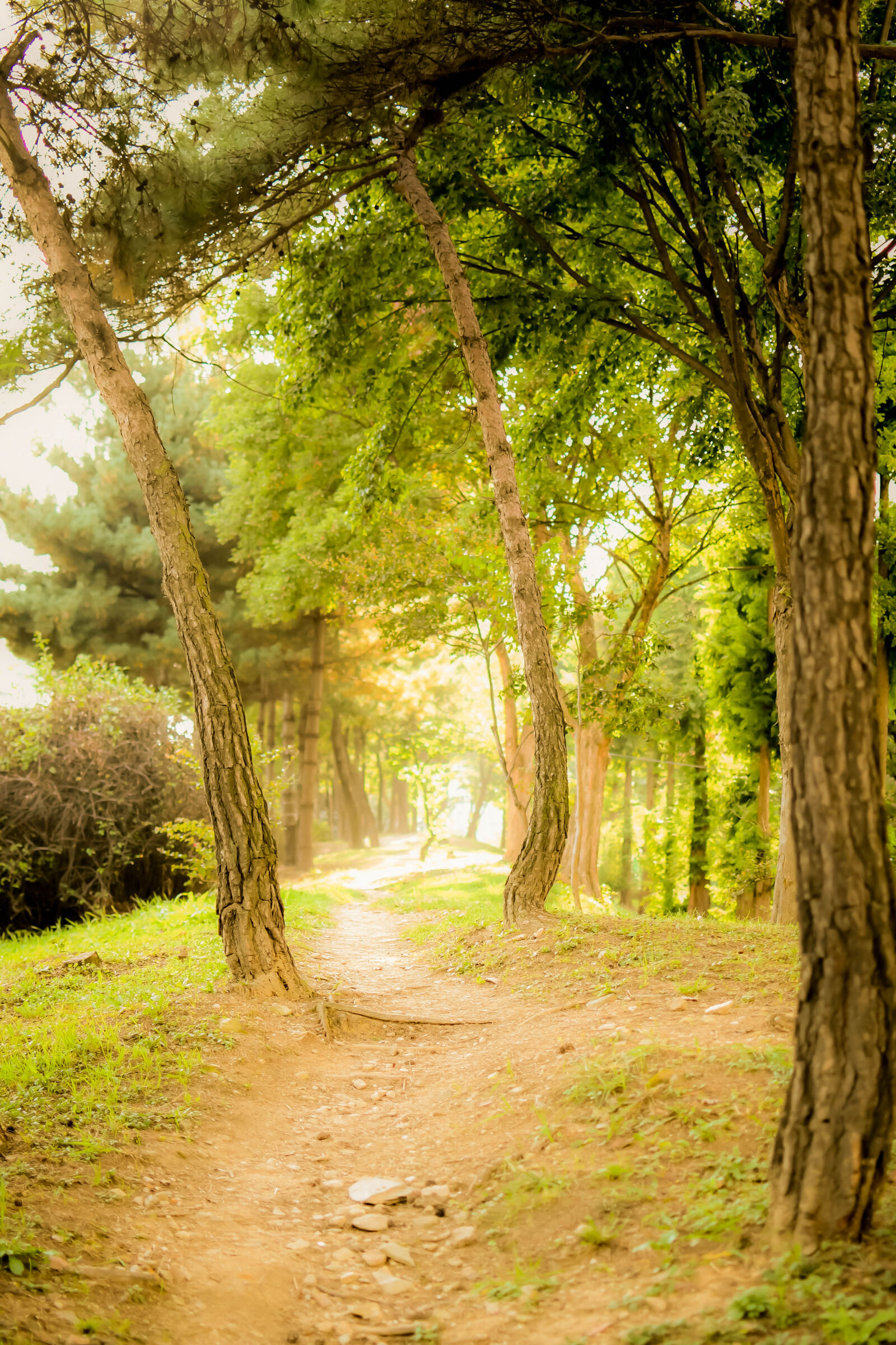 Nikon D500 sample photo. Autumn, mood, forest, foot photography