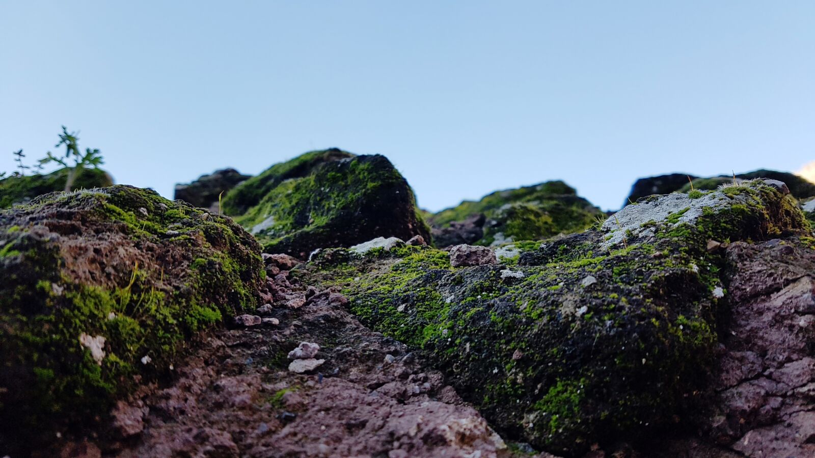 Samsung Galaxy S7 Edge sample photo. Mountain, moss, wood photography