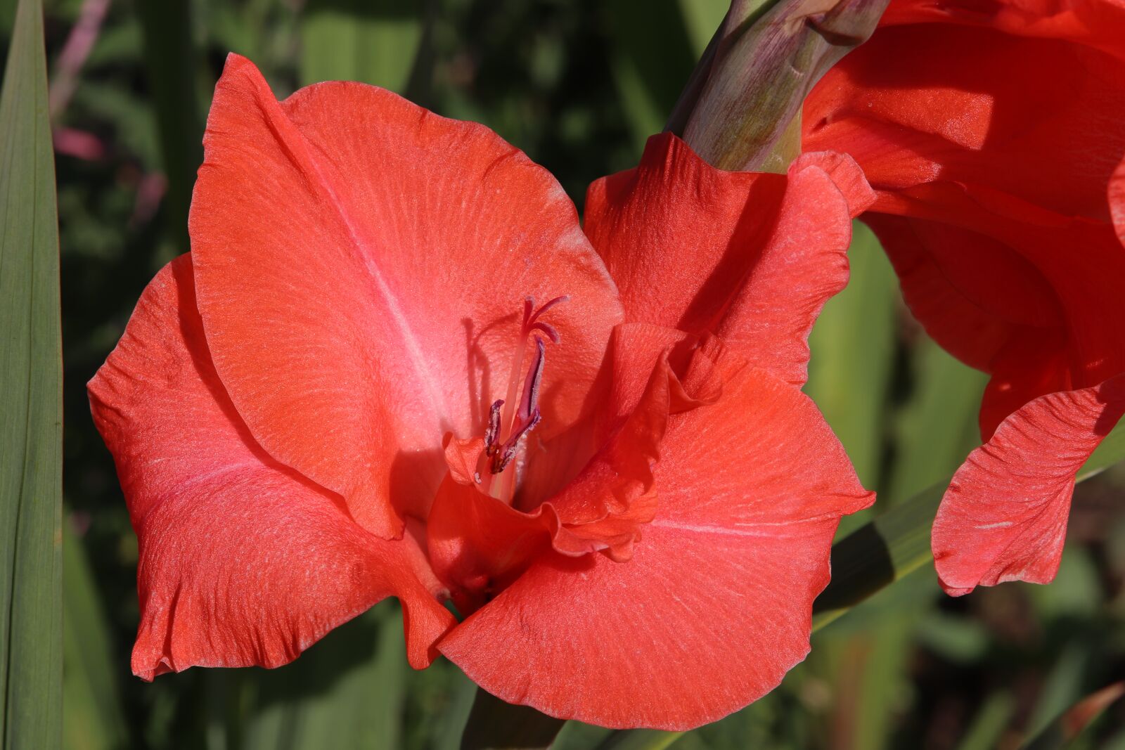 Canon EOS 800D (EOS Rebel T7i / EOS Kiss X9i) sample photo. Gladiolus, red, flower photography