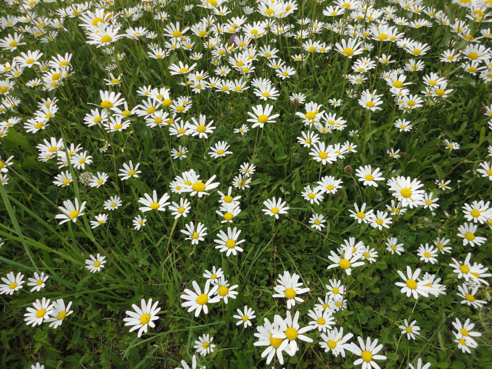Sony Cyber-shot DSC-W560 sample photo. Daisies, white flower, wild photography
