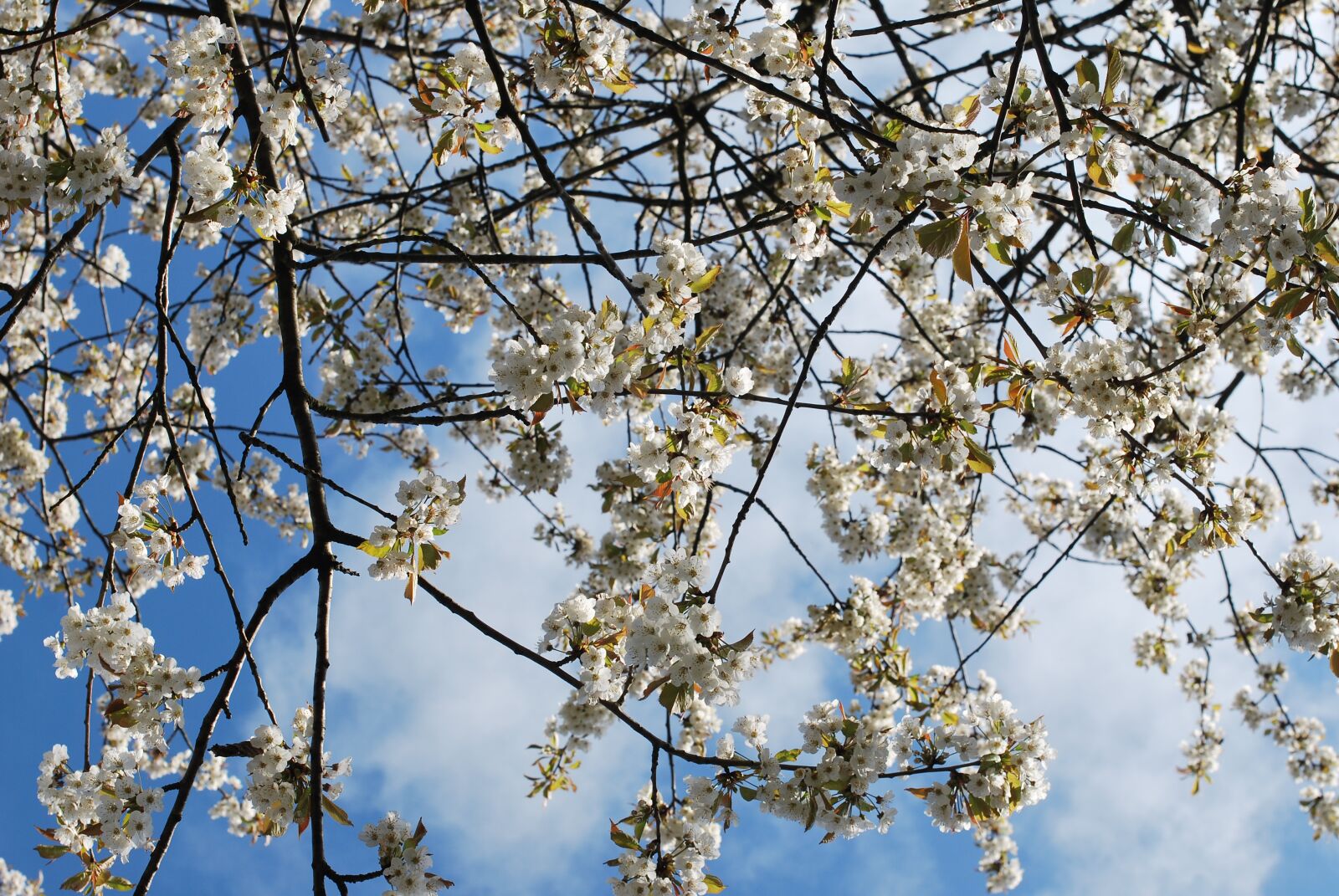 Nikon D60 sample photo. Tree, branches, nature photography