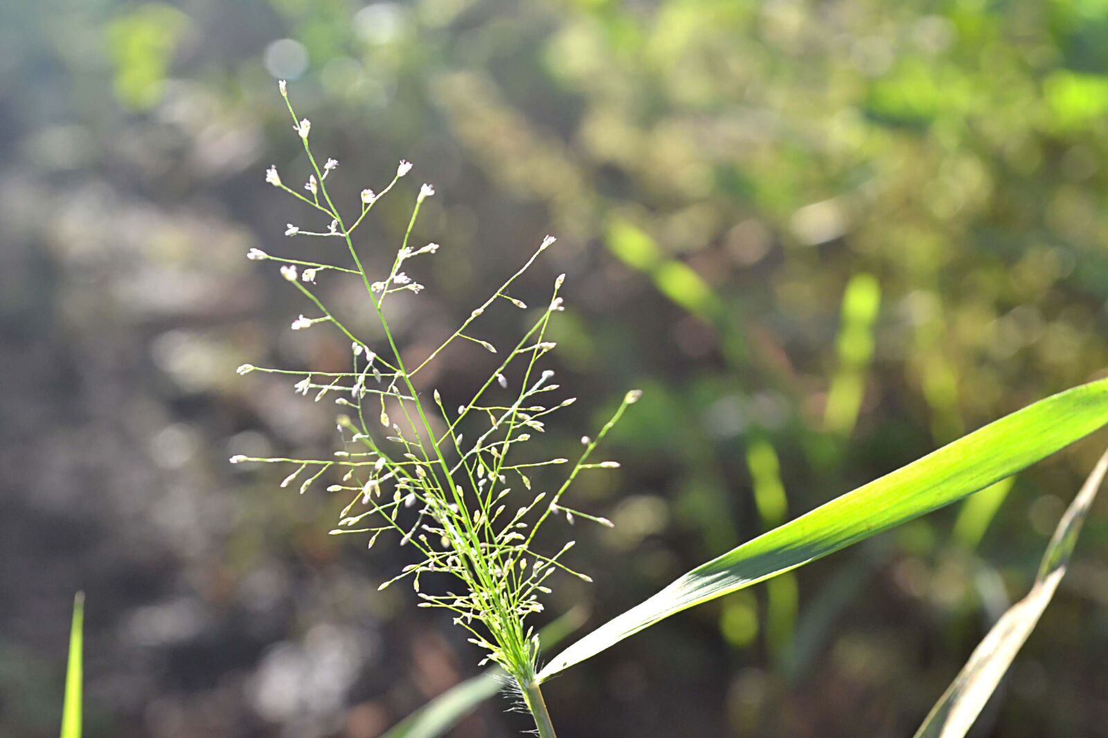 Nikon D3100 sample photo. Wonderful, bokeh, blur photography