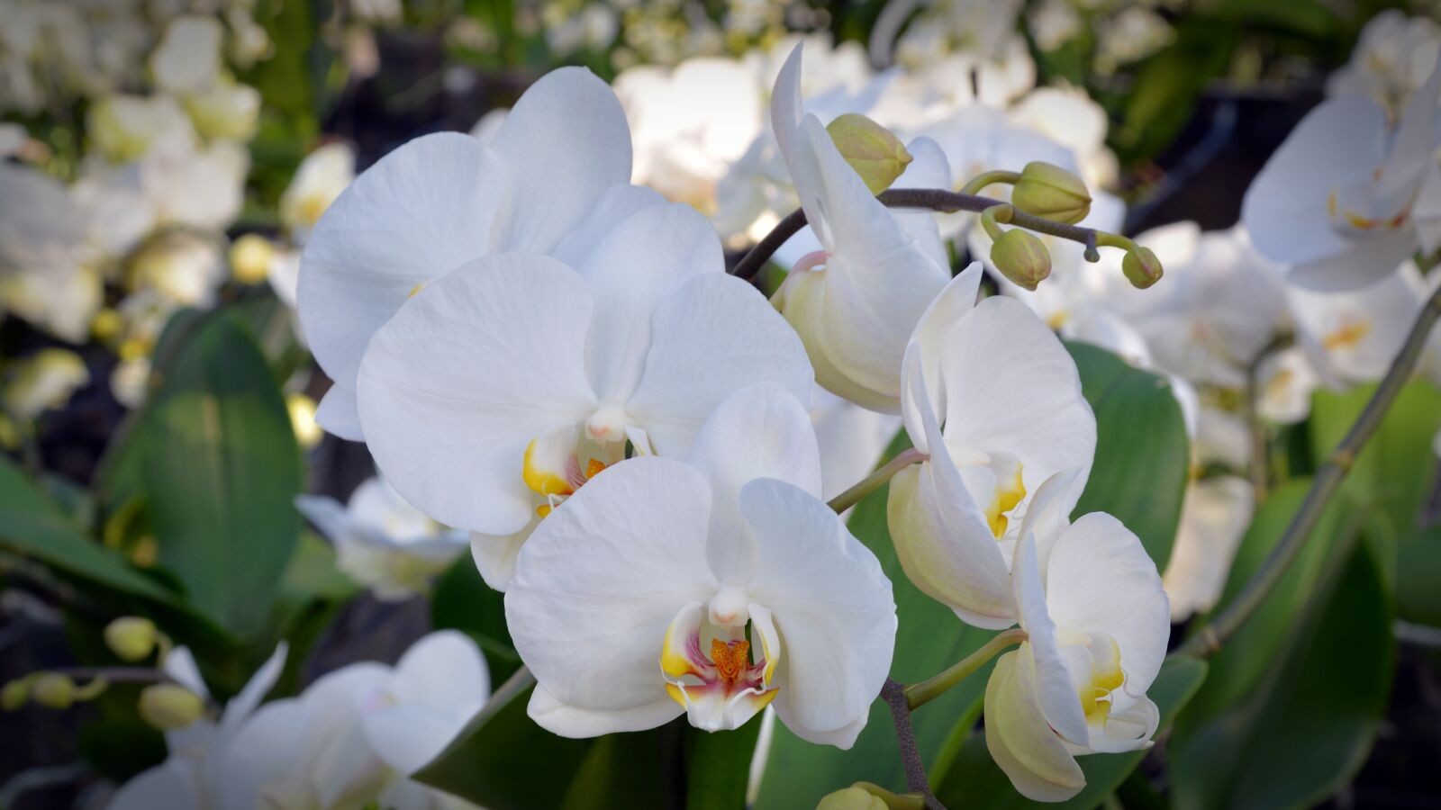Nikon D5200 sample photo. Orchid, flower, blossom photography
