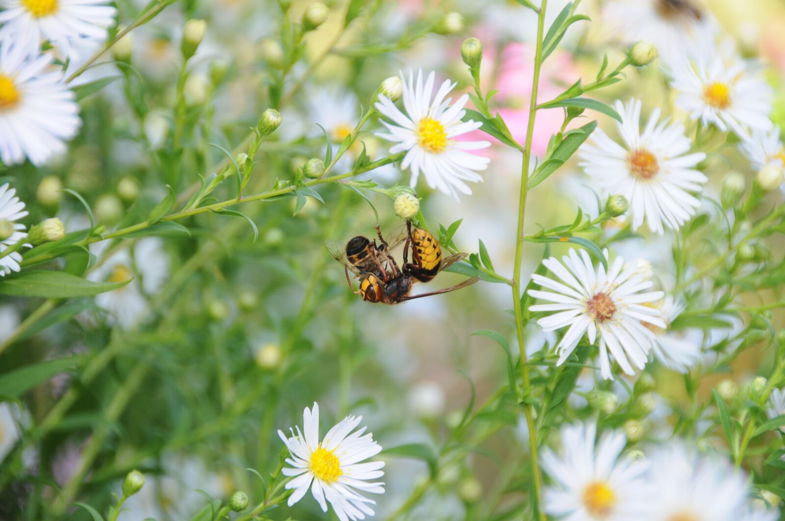 Nikon D300 sample photo. Hornet, bee, animals photography