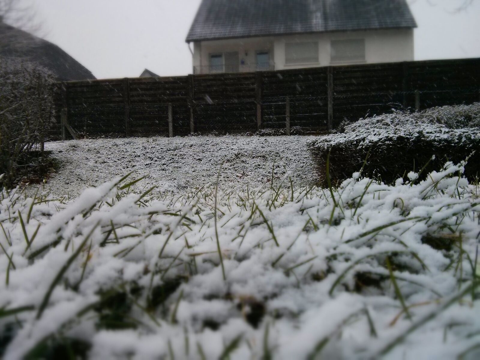 LG Nexus 4 sample photo. Winter, snow, grass photography