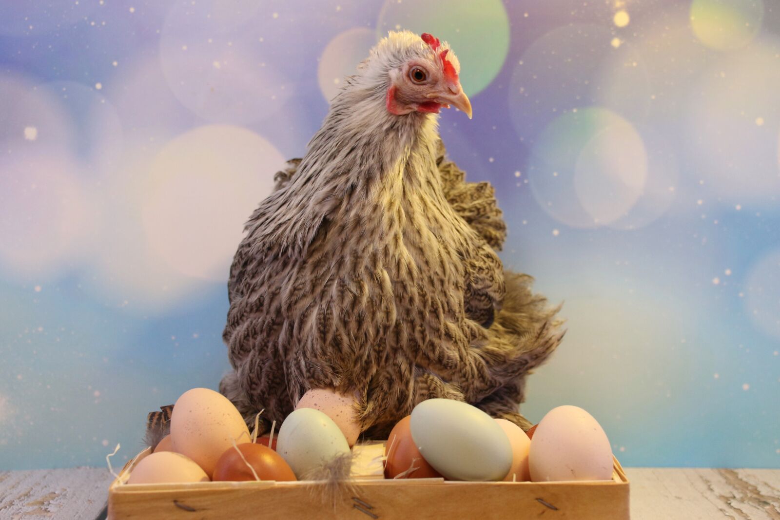 Canon EOS 700D (EOS Rebel T5i / EOS Kiss X7i) sample photo. Easter, egg, easter eggs photography