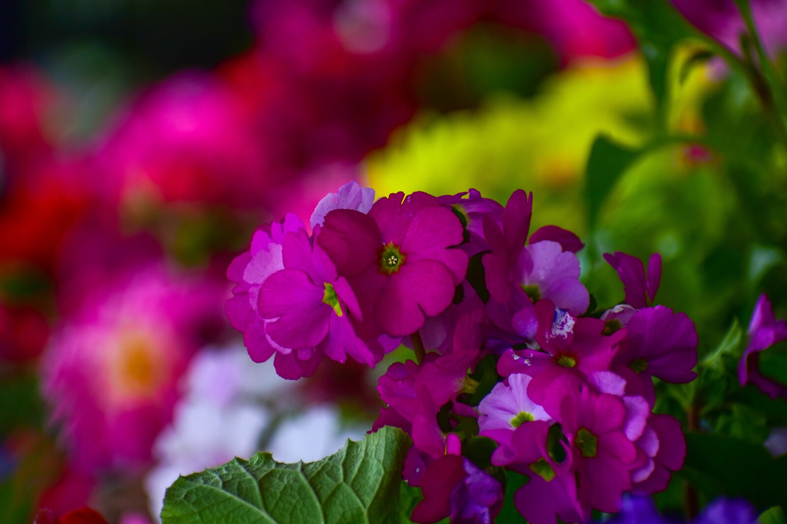 Nikon D3400 sample photo. Flowers, garden, spring photography