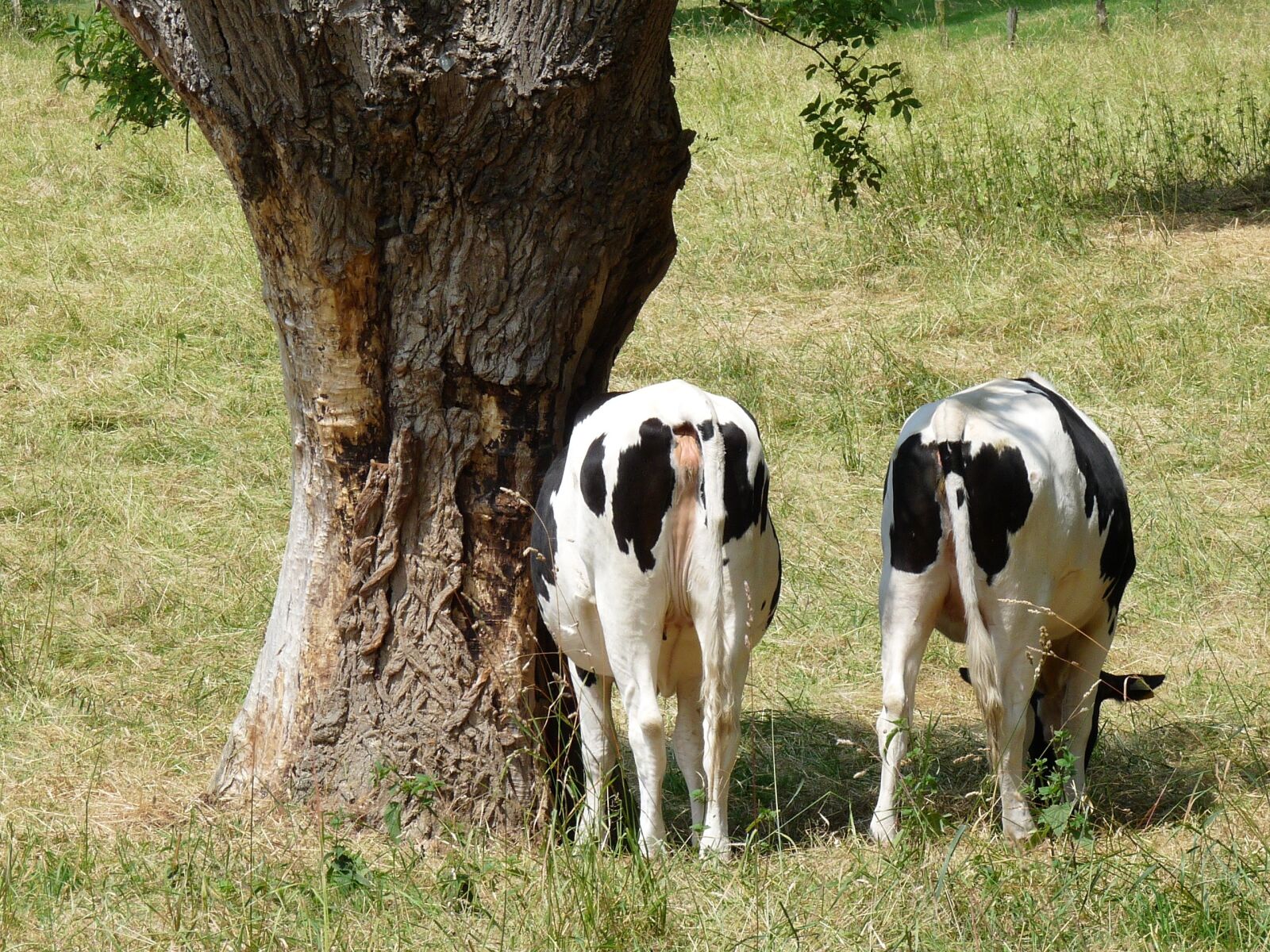 Panasonic Lumix DMC-FZ28 sample photo. Cows, pollarded willow, meadow photography
