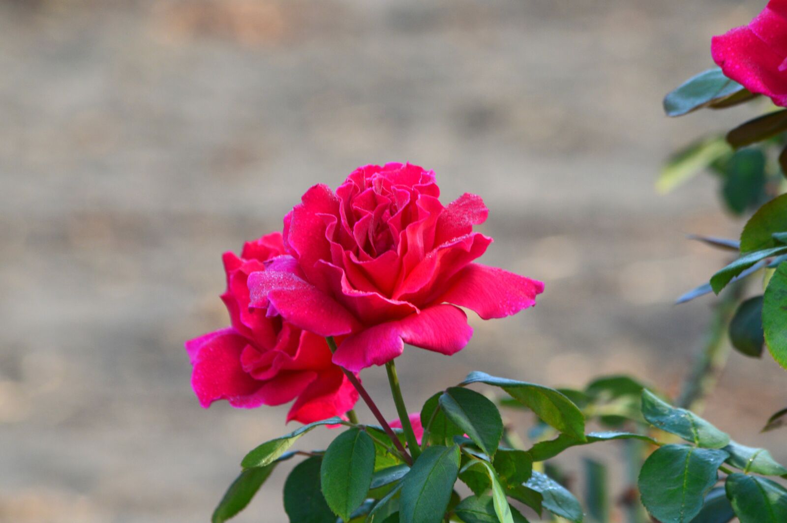 Nikon D3200 sample photo. Roses, pink, dew photography