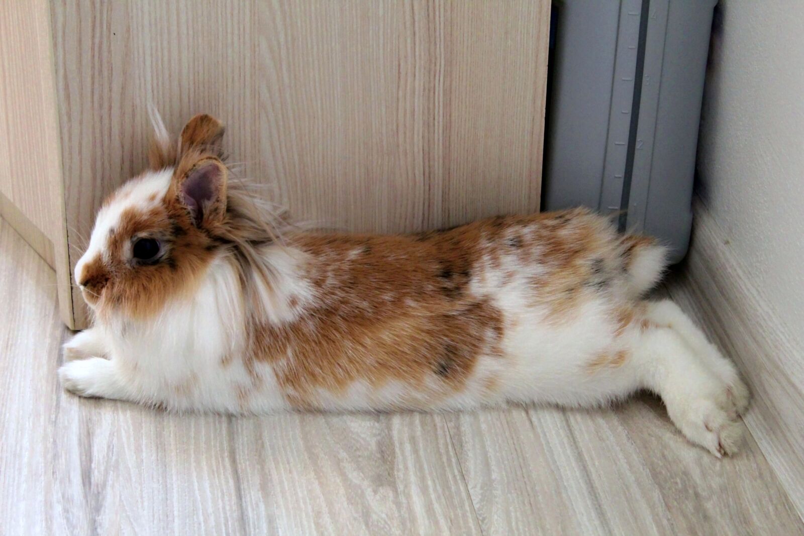 Canon EOS 1300D (EOS Rebel T6 / EOS Kiss X80) sample photo. The lion rabbit, slovakia photography