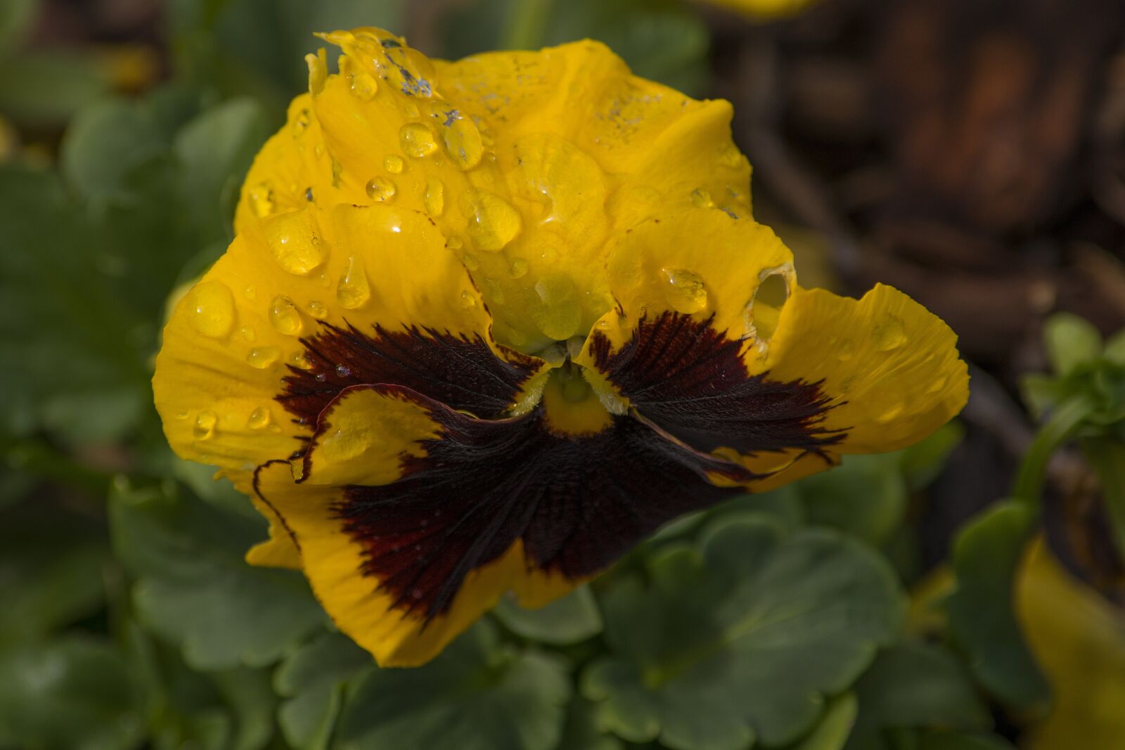 Nikon D800 sample photo. Flower, garden, nature photography
