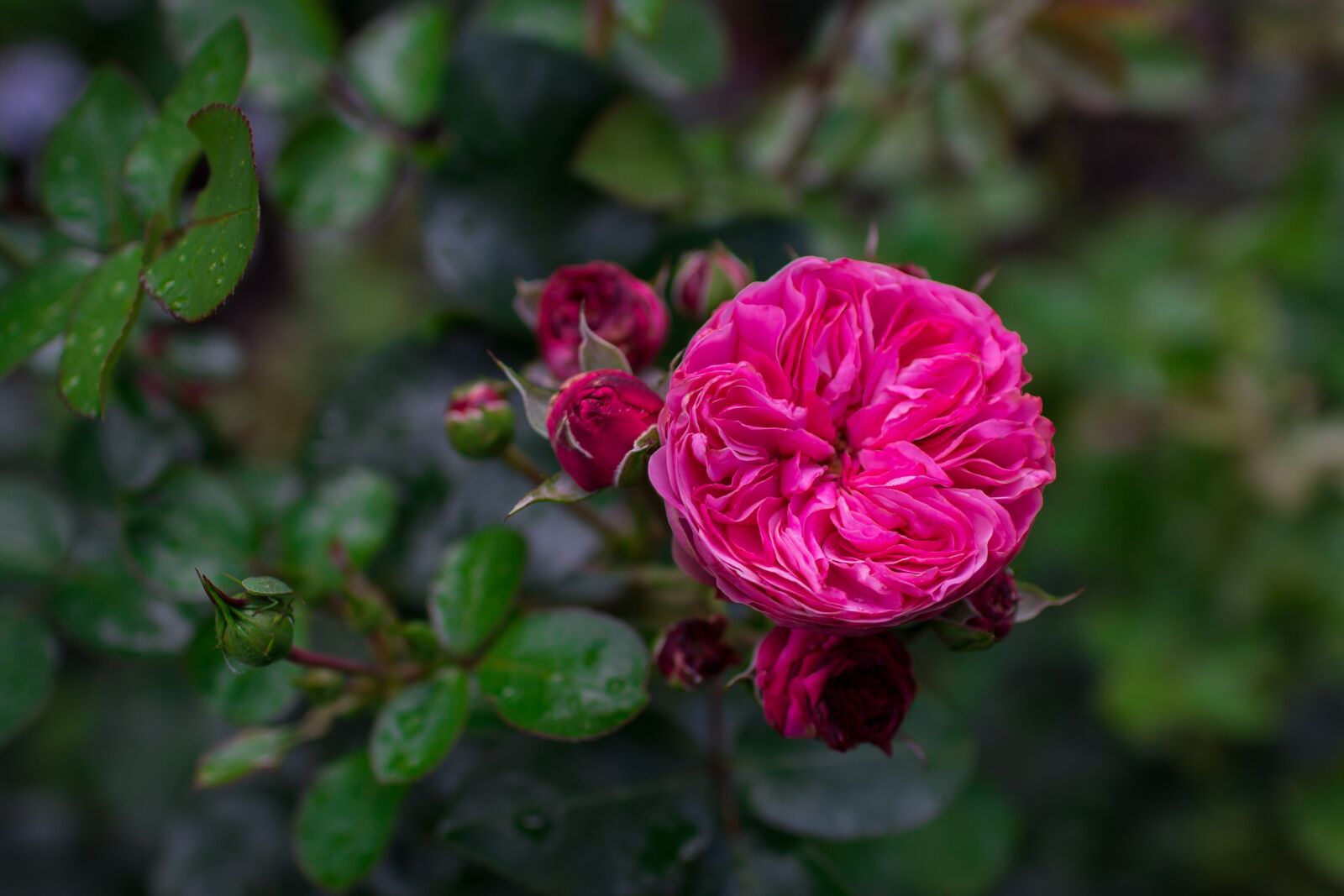 Canon EOS 60D sample photo. Rose, garden rose, flower photography