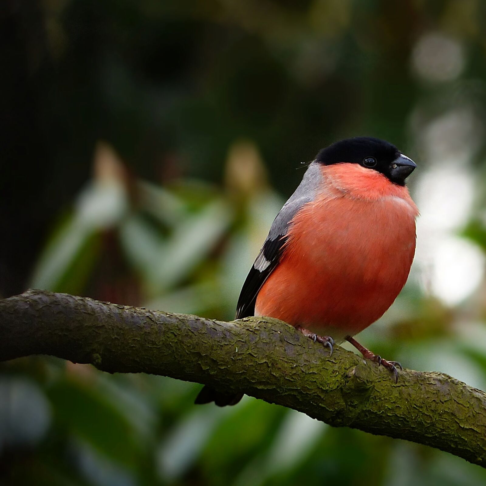 Panasonic Lumix DMC-FZ200 sample photo. Bullfinch, bird, animal photography