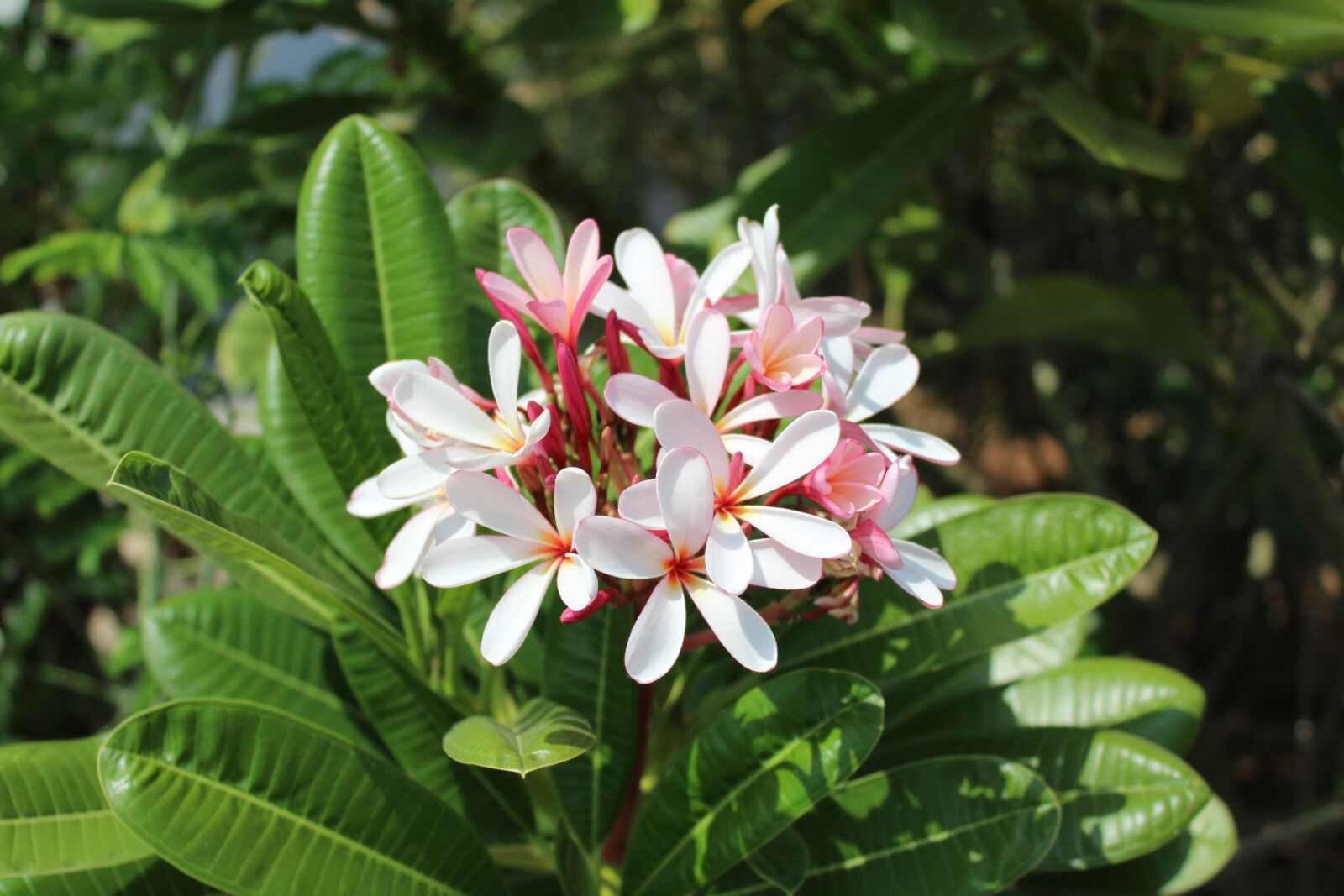 Canon EOS 1300D (EOS Rebel T6 / EOS Kiss X80) sample photo. Nature, flora, flower photography