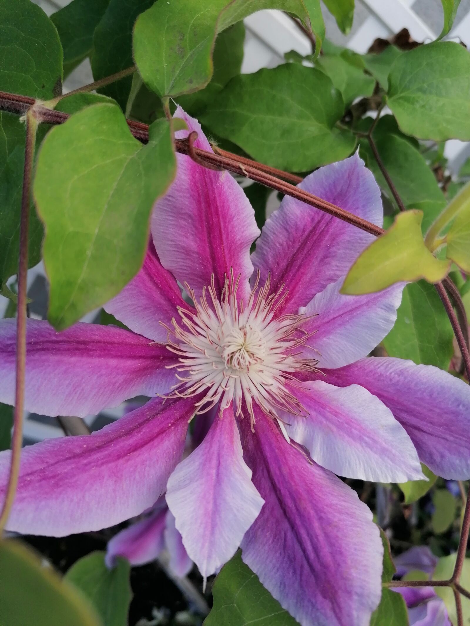 HUAWEI P30 LITE sample photo. Blossom, bloom, pink photography