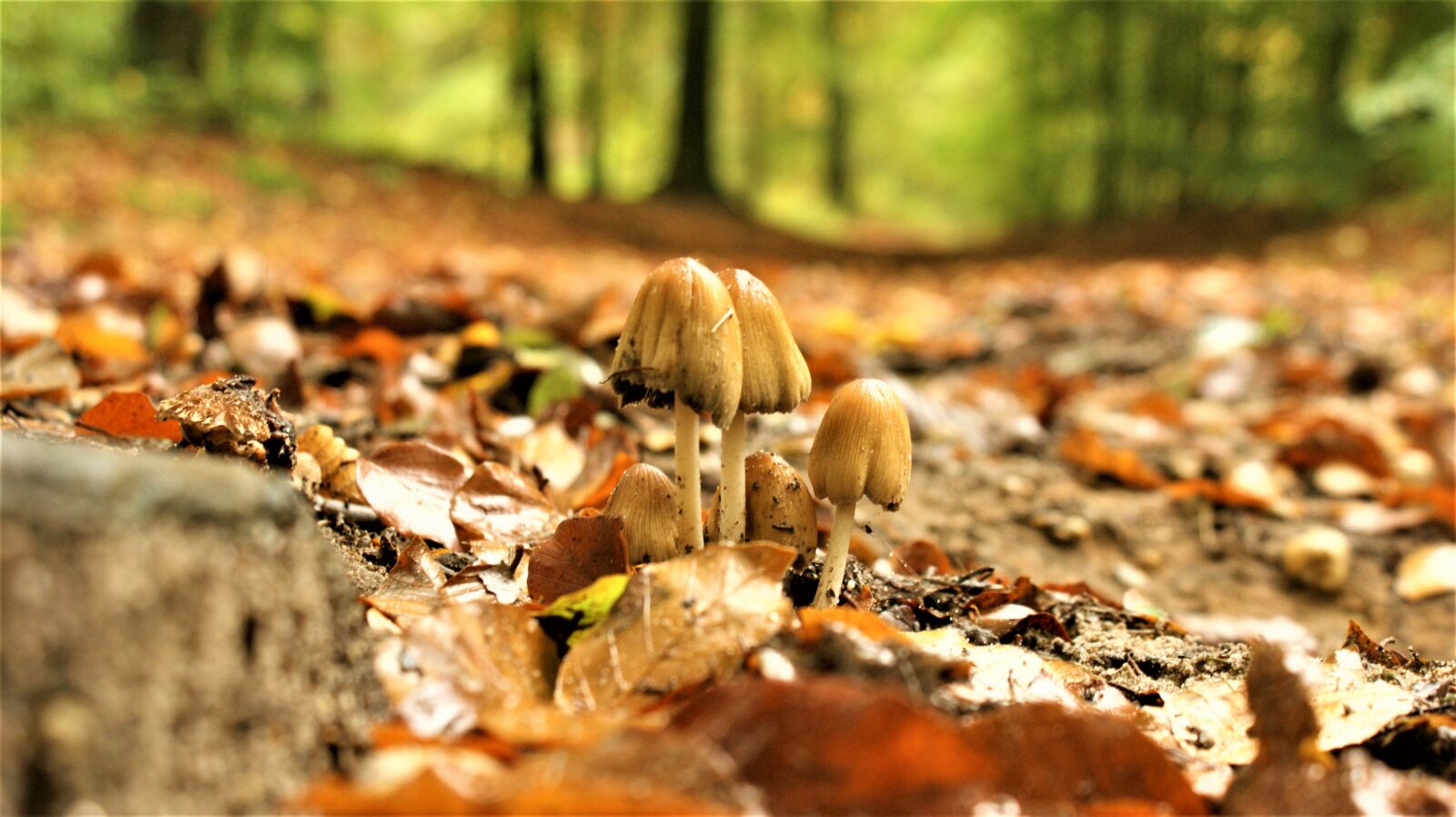 Sony Alpha DSLR-A350 sample photo. Mushrooms, magic, forest floor photography