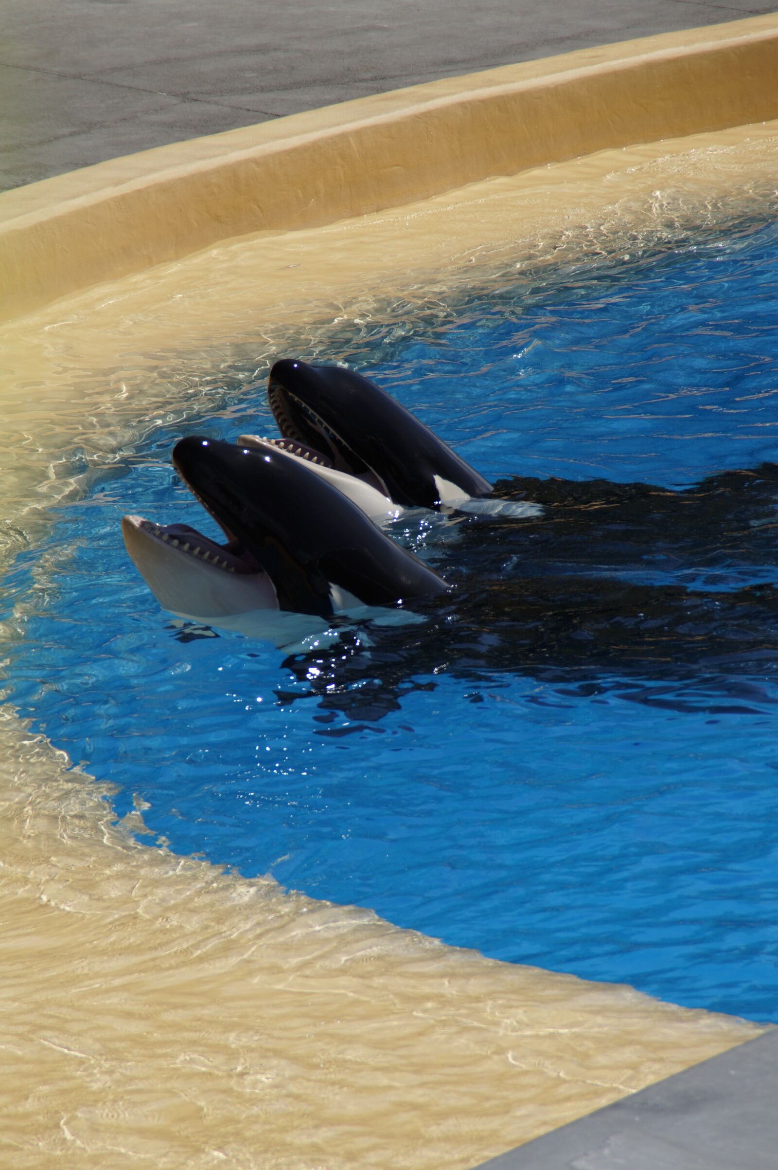 Sony SLT-A58 sample photo. Orca, wal, killer photography