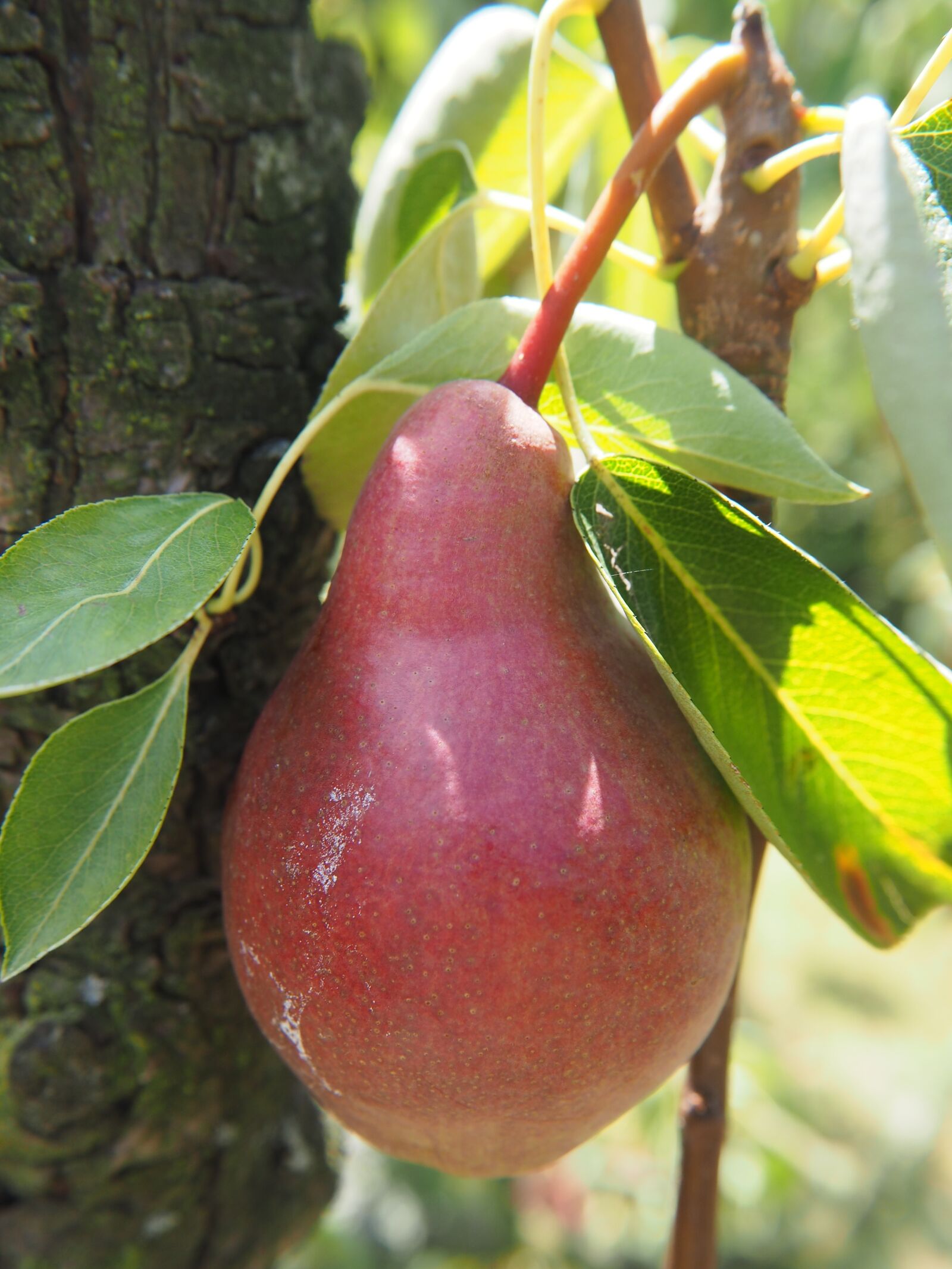 Olympus OM-D E-M10 sample photo. Pear, fruit, garden photography