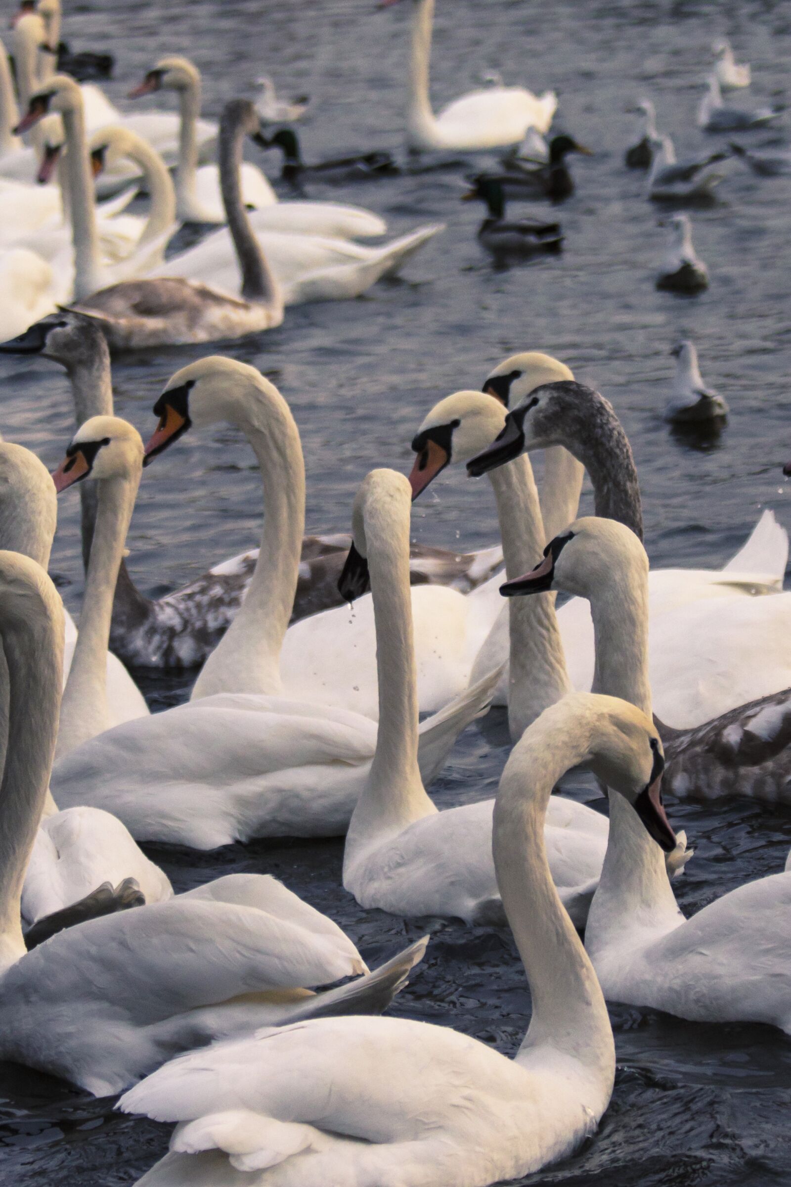 Canon EOS 650D (EOS Rebel T4i / EOS Kiss X6i) sample photo. Swans, bird, swan photography