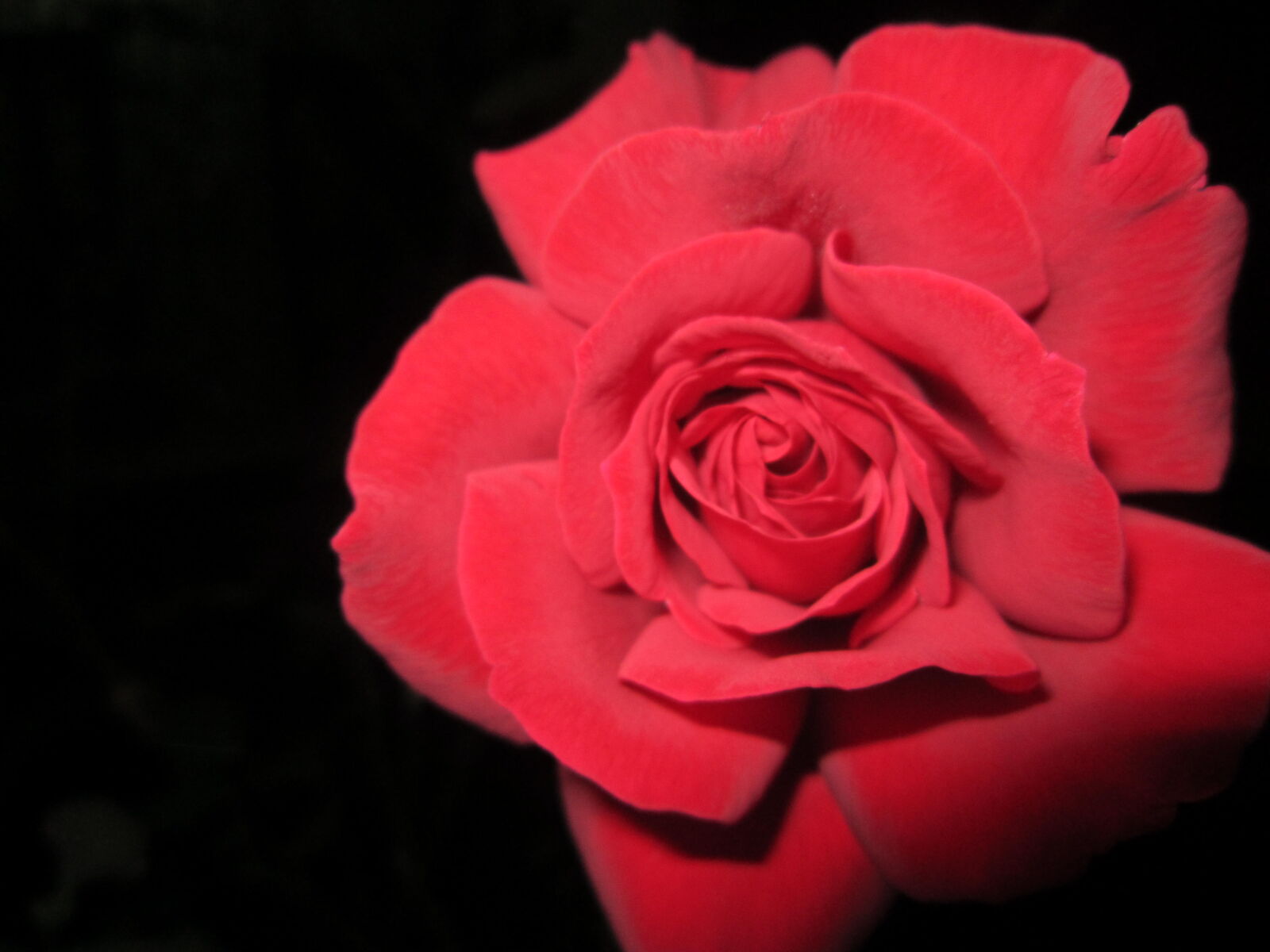 Canon PowerShot A3200 IS sample photo. Dark, red, rose photography