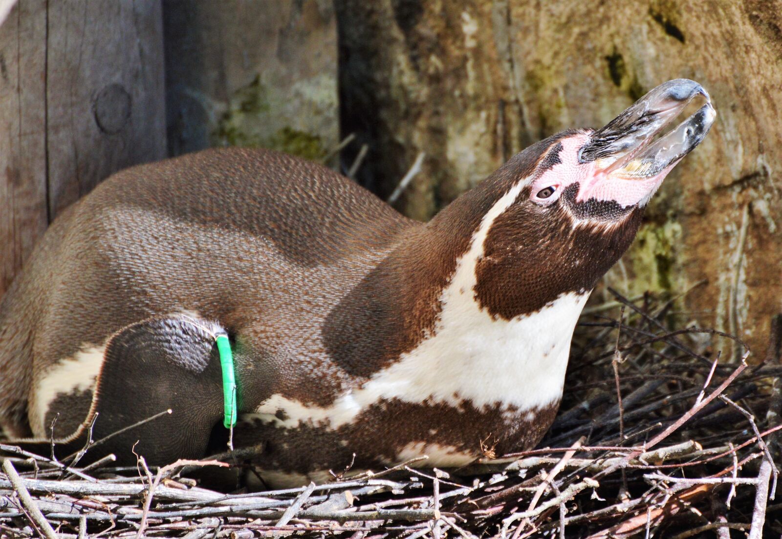 Nikon D3200 sample photo. Penguin, bird, water bird photography