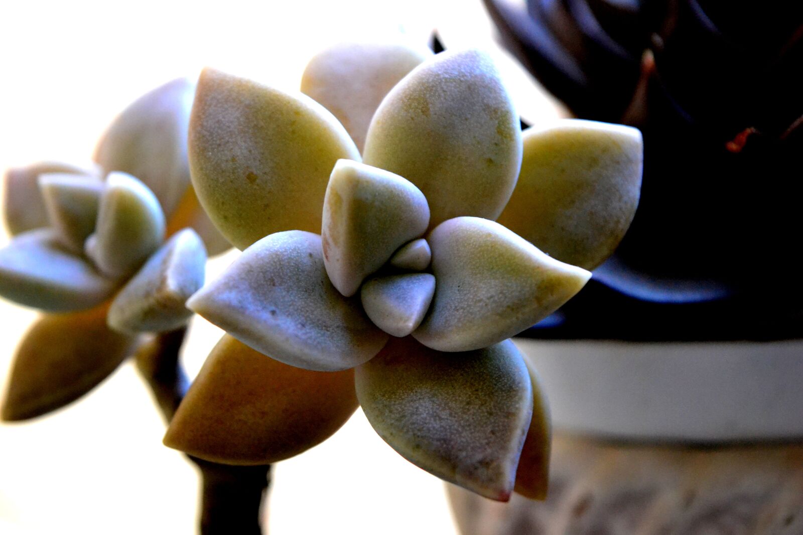 Nikon D3100 sample photo. Flower, succulents, plant photography