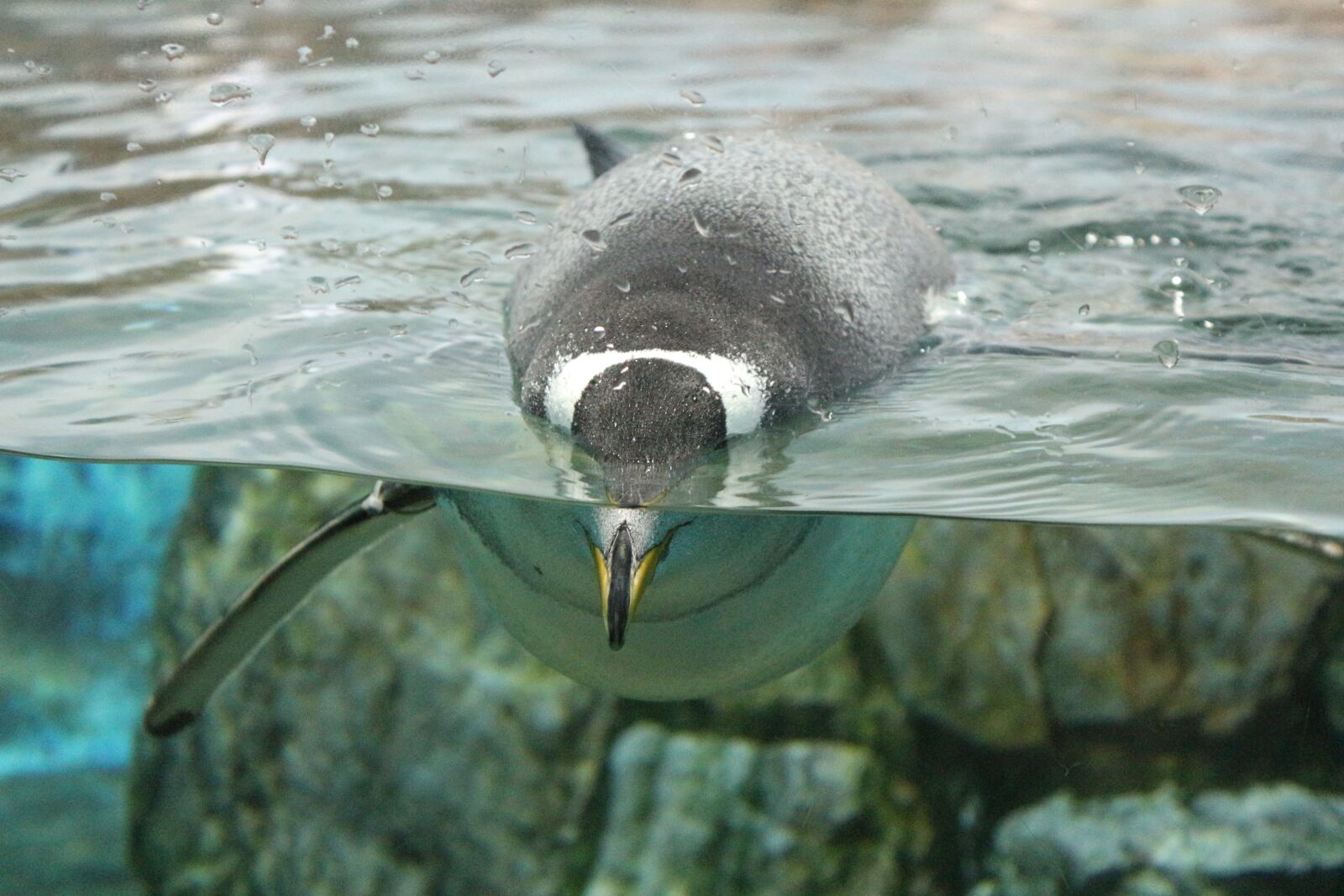 Canon EOS 650D (EOS Rebel T4i / EOS Kiss X6i) sample photo. Penguin, swim, zoo photography