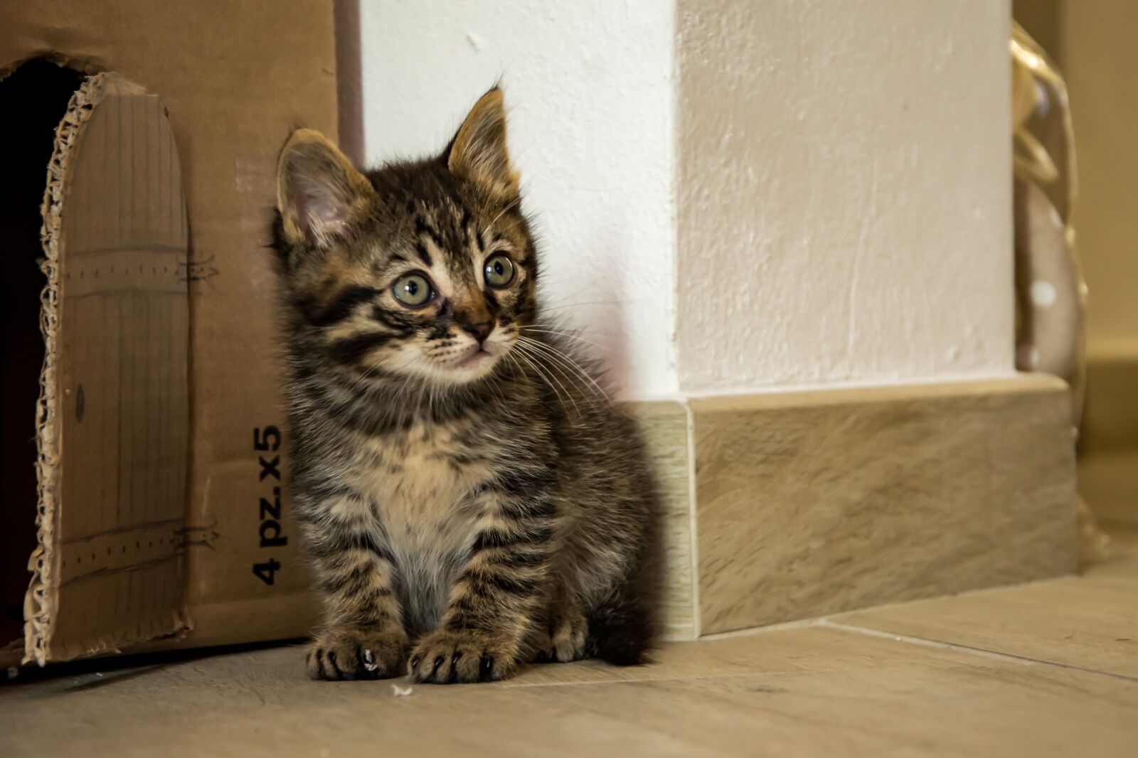 Nikon D7100 sample photo. Cat, kitten, animal photography