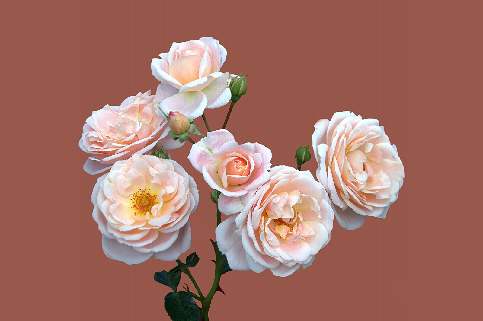Canon EOS 7D sample photo. Bad kissingen, rose garden photography