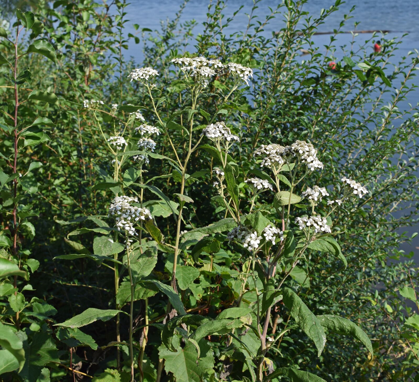 Nikon D3300 sample photo. All boneset, flower, wildflower photography