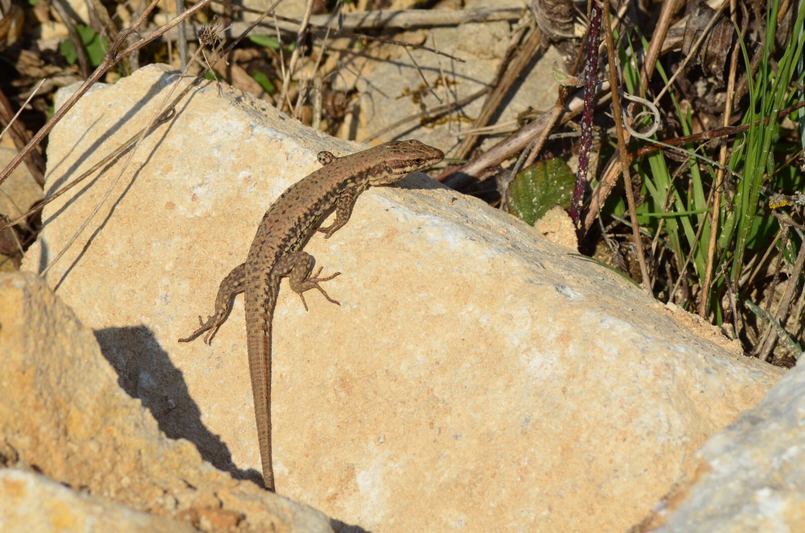 Nikon D5100 sample photo. Lizard, reptile, roche photography