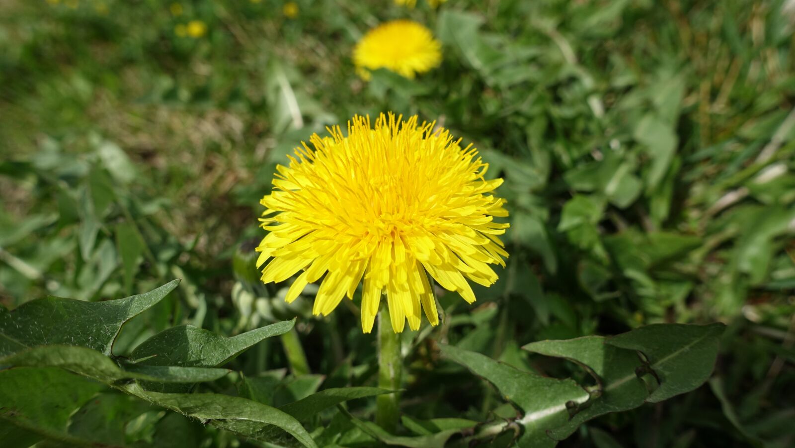 Sony Cyber-shot DSC-RX100 III sample photo. Spring, summer, flower photography