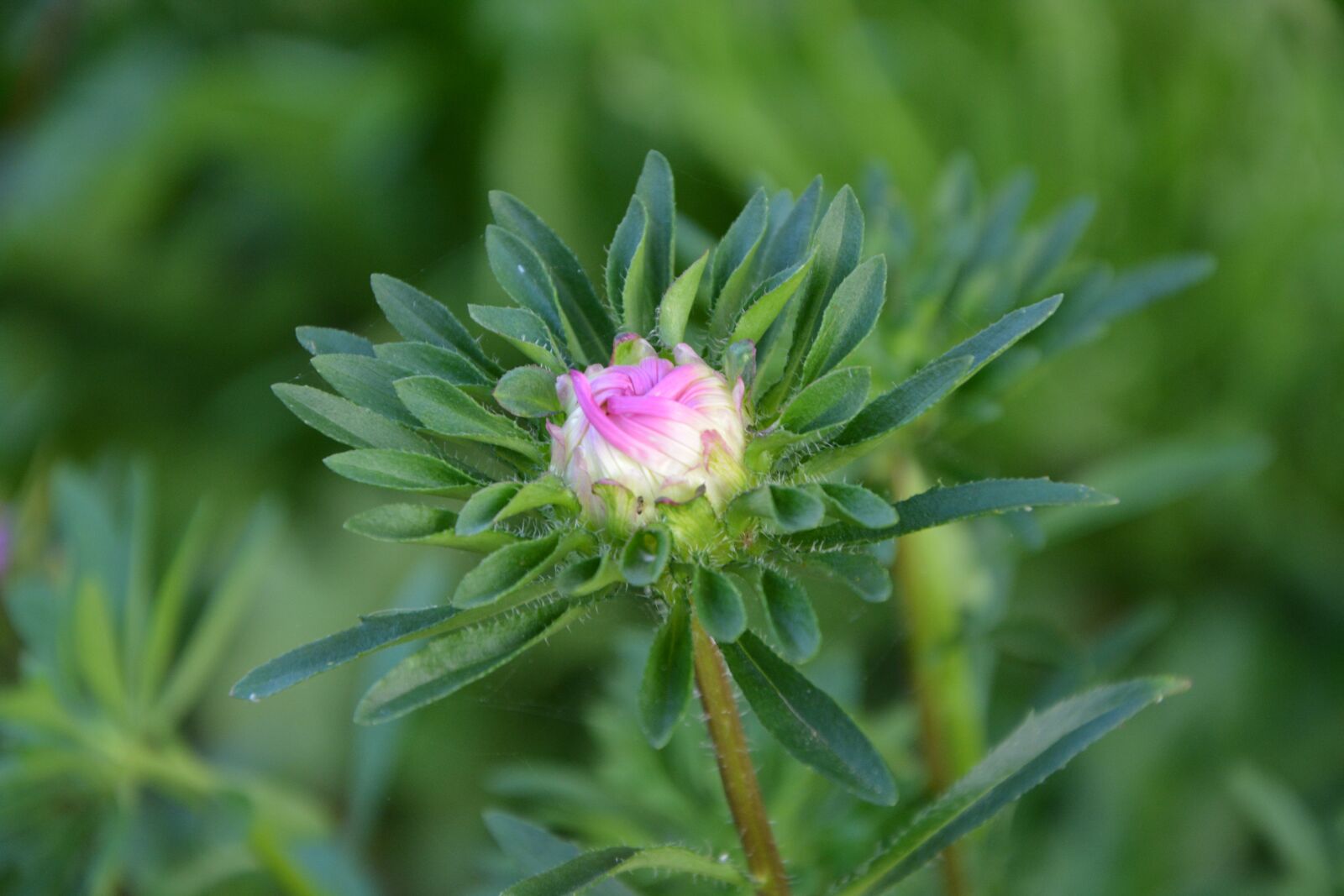 Nikon D5200 sample photo. Flower bud, flower, button photography