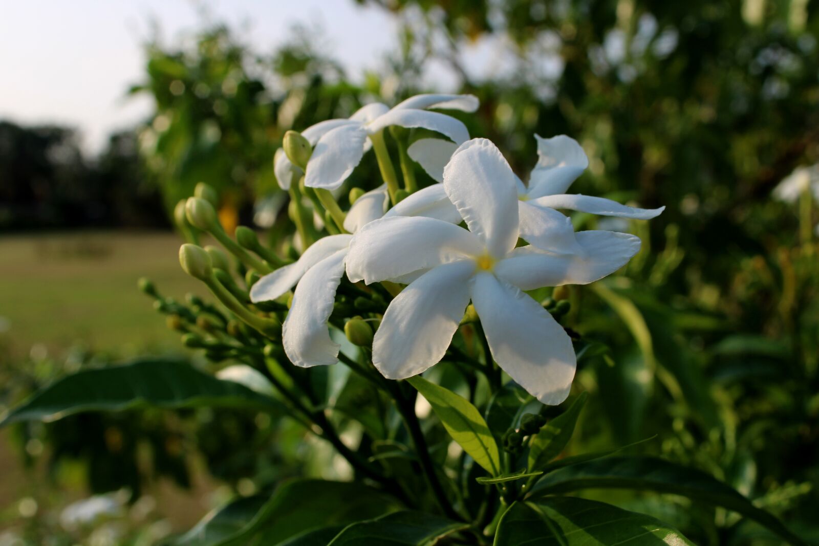 Canon EOS 2000D (EOS Rebel T7 / EOS Kiss X90 / EOS 1500D) sample photo. Jasmine flower, spring, beautiful photography