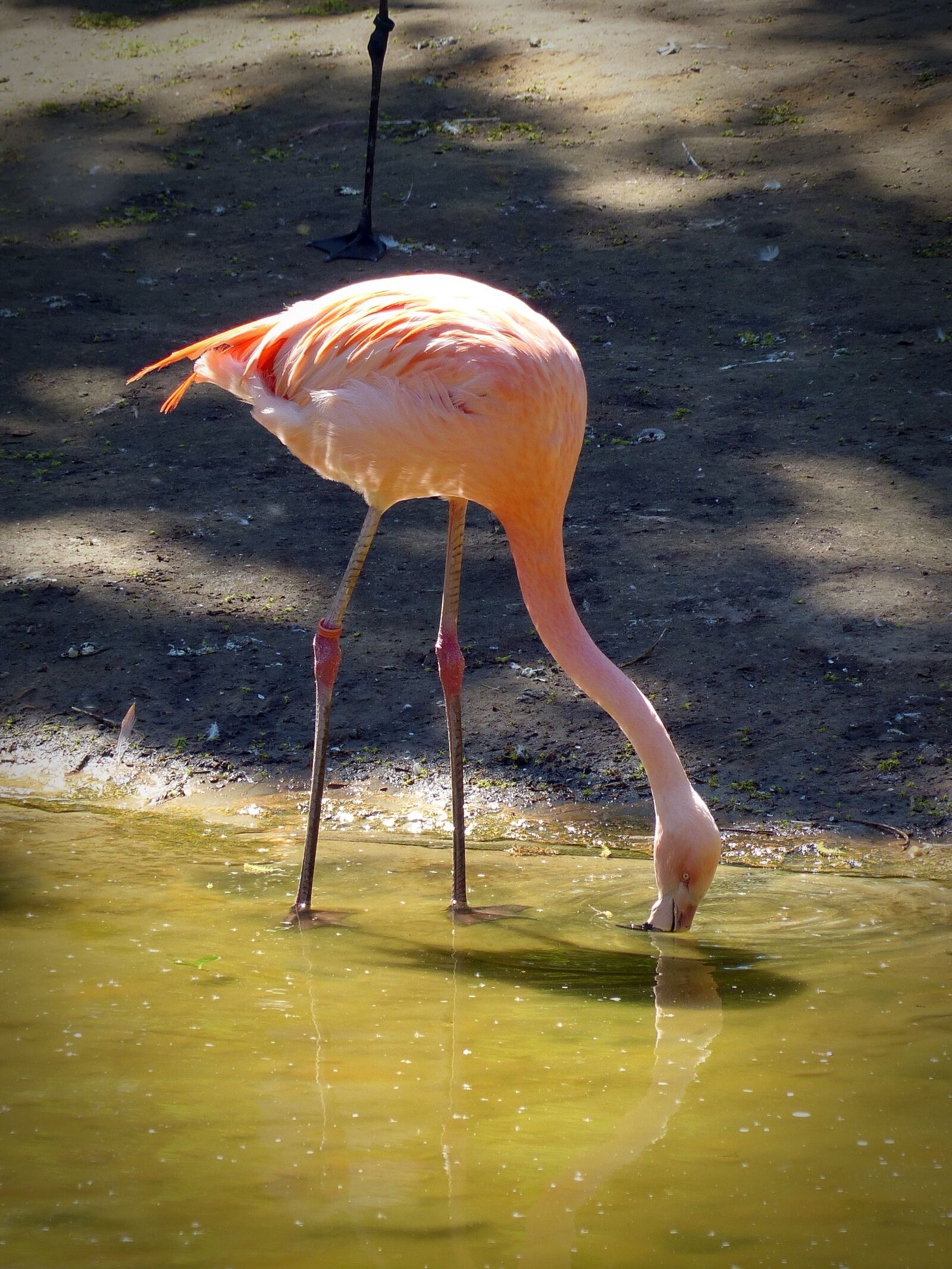 Panasonic Lumix DMC-FZ200 sample photo. Flamingo, drink, bird photography