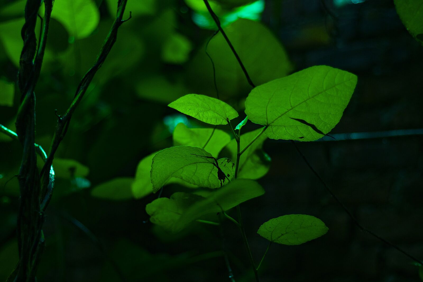 Canon EOS 80D + Canon EF 50mm F1.8 STM sample photo. Nature, green, forest photography