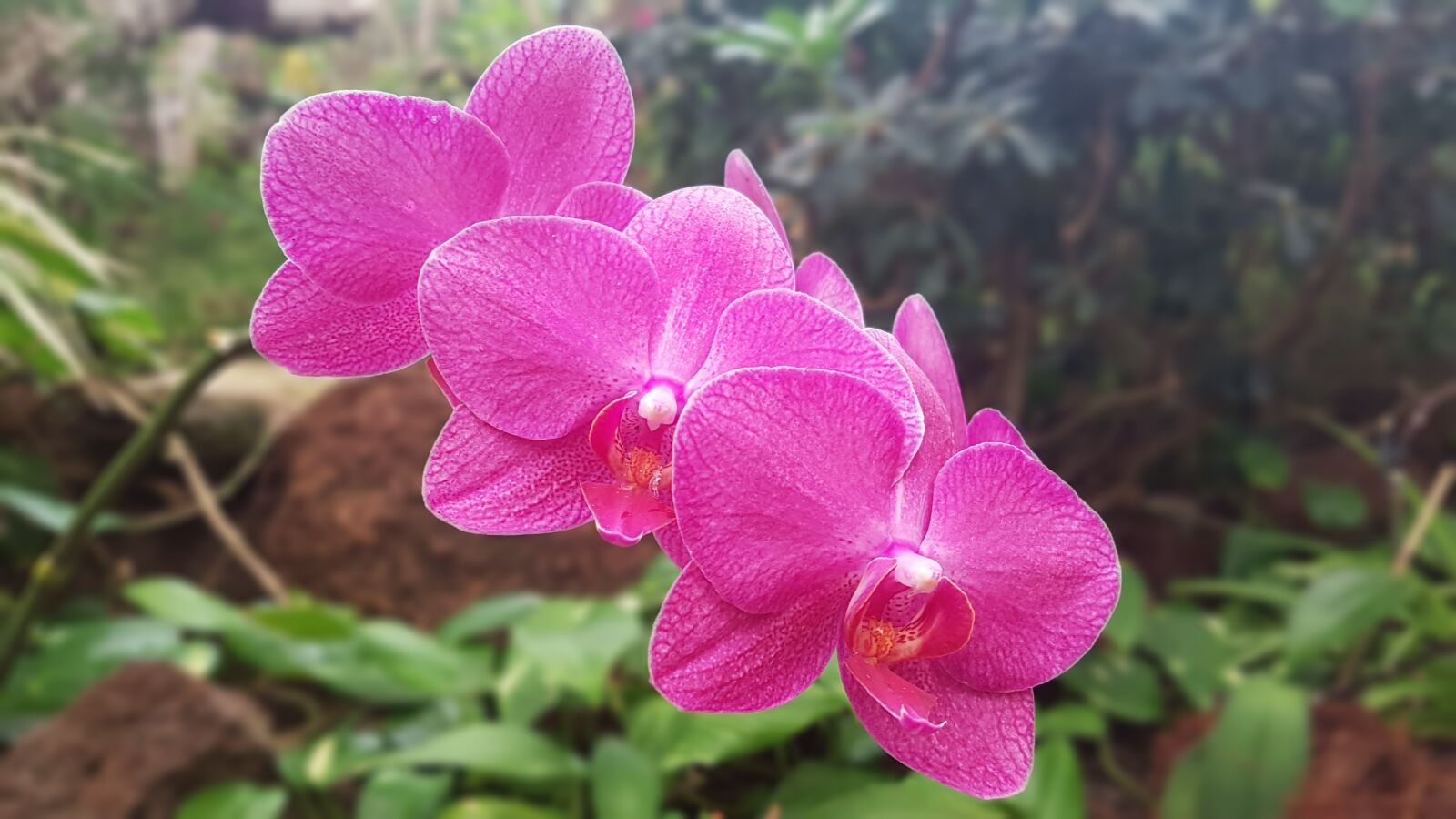 Samsung Galaxy S7 sample photo. Orchid, plant, flowers photography