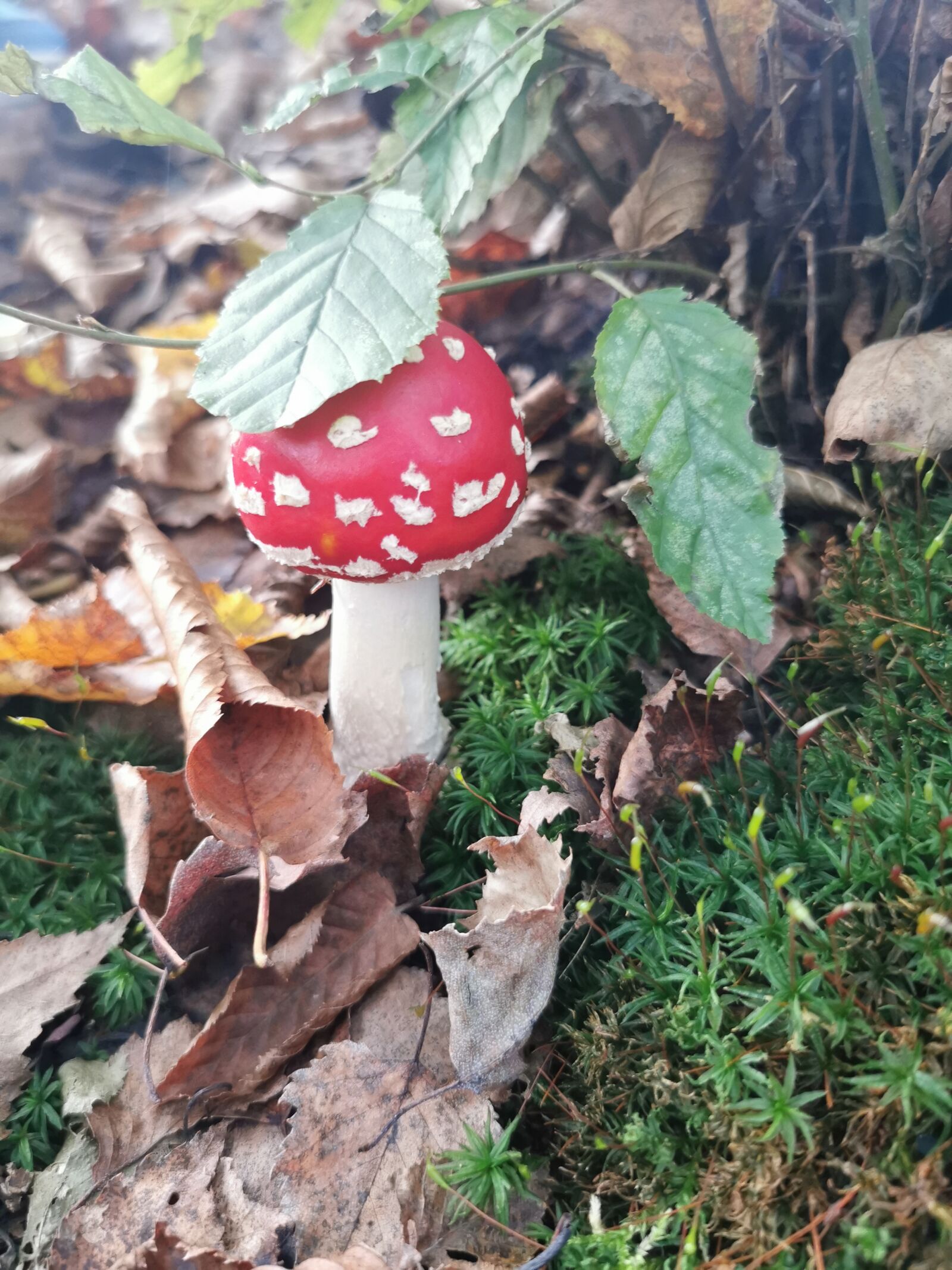 HUAWEI P30 Pro sample photo. Amanita, mushroom, red photography