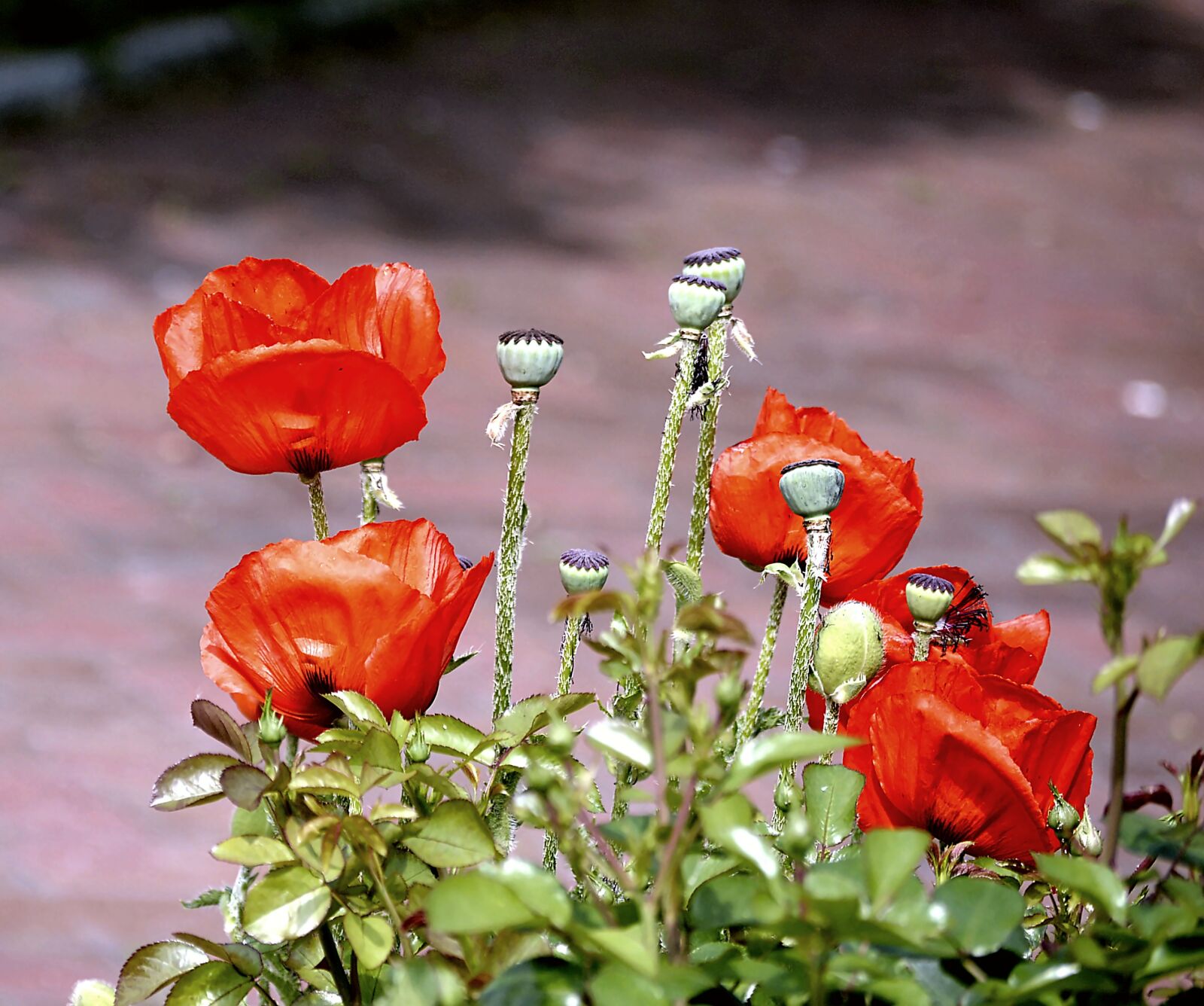 Nikon D3200 sample photo. Flower, poppy, red poppy photography