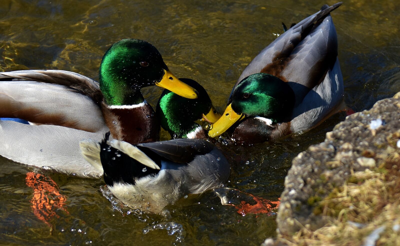 Nikon D7200 sample photo. Ducks, mallards, drake photography