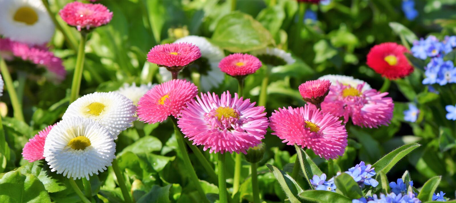 Nikon D7200 sample photo. Daisy, geese flower, red photography