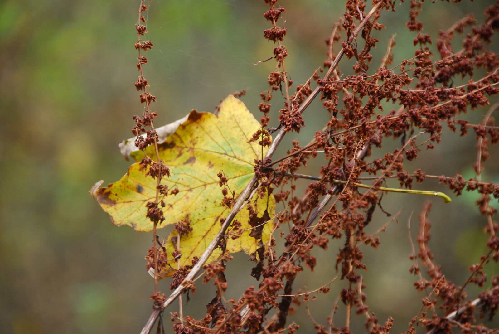 Nikon D80 sample photo. Leaf, leaves, autumn photography