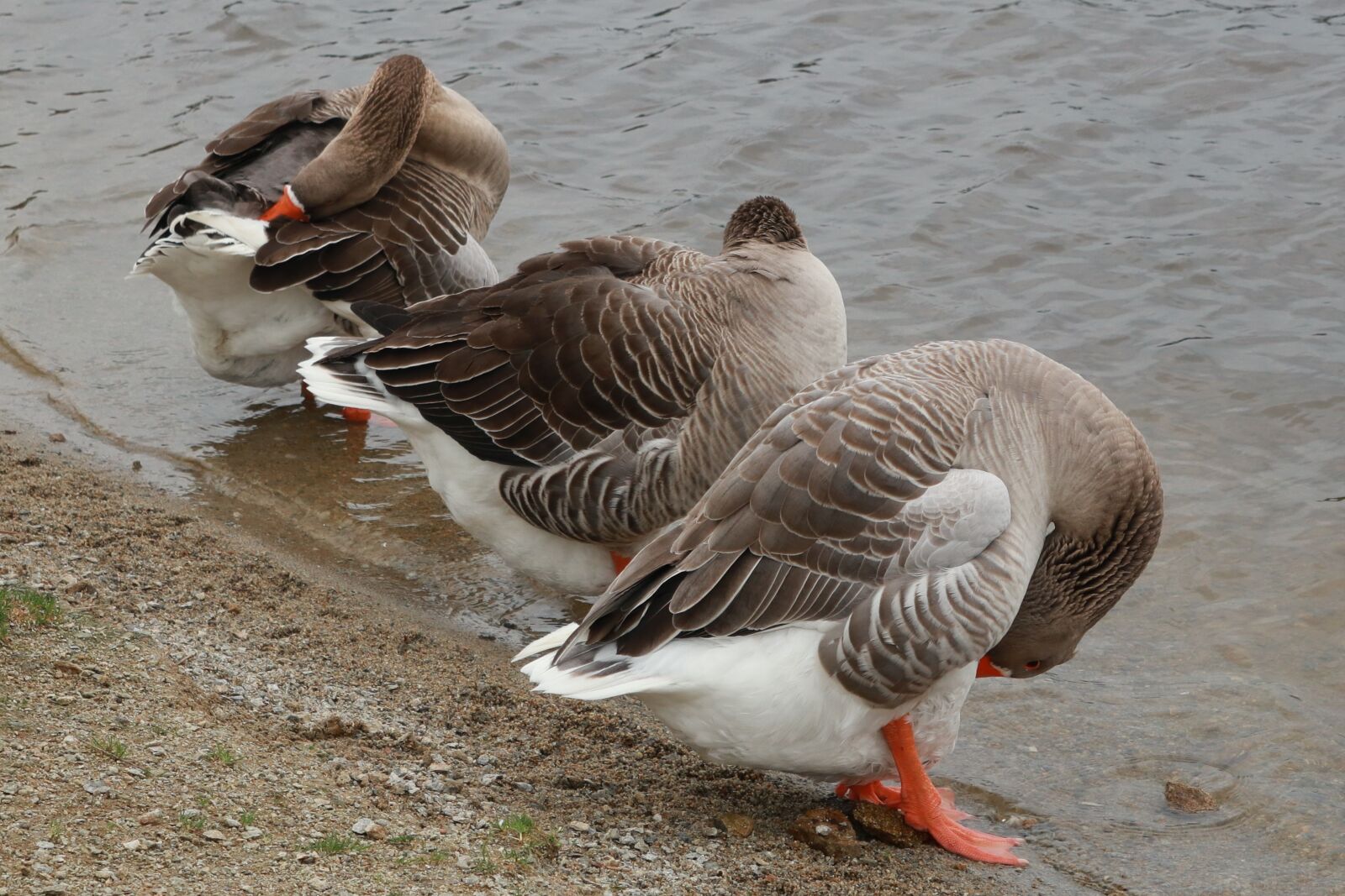 Canon PowerShot G1 X Mark III sample photo. Animals, geese, ducks photography
